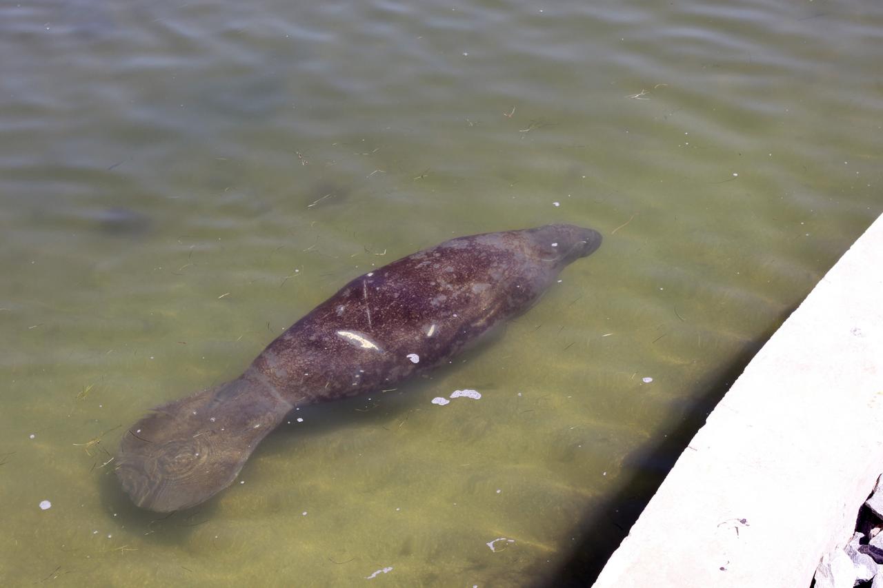 CAPE CANAVERAL, Fla. – A manatee relaxes in the Indian River near the NASA Railroad’s Jay Jay Railroad Bridge north of Launch Complex 39 at NASA’s Kennedy Space Center in Florida.  The manatee was spotted by a cameraman on hand to photograph a NASA Railroad train on its way to the Florida East Coast Railway interchange in Titusville, Fla., where the train’s helium tank cars, a liquid oxygen tank car, and a liquid hydrogen dewar or tank car will be transferred for delivery to the SpaceX engine test complex outside McGregor, Texas.    The railroad cars were needed in support of the Space Shuttle Program but currently are not in use by NASA following the completion of the program in 2011. Originally, the tankers belonged to the U.S. Bureau of Mines.  At the peak of the shuttle program, there were approximately 30 cars in the fleet.  About half the cars were returned to the bureau as launch activity diminished. Five tank cars are being loaned to SpaceX and repurposed to support their engine tests in Texas. Eight cars previously were shipped to California on loan to support the SpaceX Falcon 9 rocket launches from Space Launch Complex-4 on Vandenberg Air Force Base.  SpaceX already has three helium tank cars previously used for the shuttle program at Space Launch Complex-40 on Cape Canaveral Air Force Station in Florida. For more information, visit http://www.nasa.gov/spacex.  Photo credit: NASA/Jim Grossmann