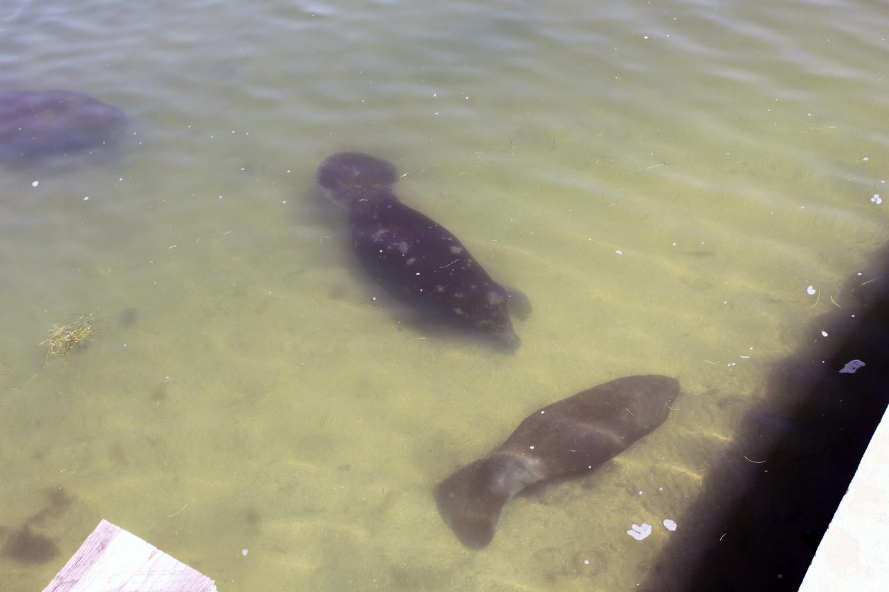 CAPE CANAVERAL, Fla. – Manatees relax in the Indian River near the NASA Railroad’s Jay Jay Railroad Bridge north of Launch Complex 39 at NASA’s Kennedy Space Center in Florida.  The manatees were spotted by a cameraman on hand to photograph a NASA Railroad train on its way to the Florida East Coast Railway interchange in Titusville, Fla., where the train’s helium tank cars, a liquid oxygen tank car, and a liquid hydrogen dewar or tank car will be transferred for delivery to the SpaceX engine test complex outside McGregor, Texas.      The railroad cars were needed in support of the Space Shuttle Program but currently are not in use by NASA following the completion of the program in 2011. Originally, the tankers belonged to the U.S. Bureau of Mines.  At the peak of the shuttle program, there were approximately 30 cars in the fleet.  About half the cars were returned to the bureau as launch activity diminished. Five tank cars are being loaned to SpaceX and repurposed to support their engine tests in Texas. Eight cars previously were shipped to California on loan to support the SpaceX Falcon 9 rocket launches from Space Launch Complex-4 on Vandenberg Air Force Base.  SpaceX already has three helium tank cars previously used for the shuttle program at Space Launch Complex-40 on Cape Canaveral Air Force Station in Florida. For more information, visit http://www.nasa.gov/spacex.  Photo credit: NASA/Jim Grossmann