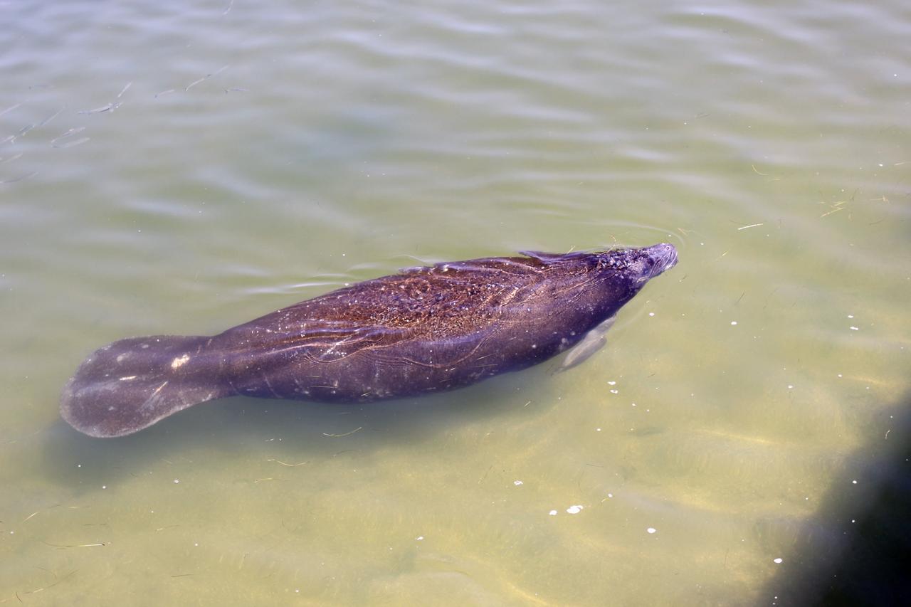 CAPE CANAVERAL, Fla. – A manatee relaxes in the Indian River near the NASA Railroad’s Jay Jay Railroad Bridge north of Launch Complex 39 at NASA’s Kennedy Space Center in Florida.  The manatee was spotted by a cameraman on hand to photograph a NASA Railroad train on its way to the Florida East Coast Railway interchange in Titusville, Fla., where the train’s helium tank cars, a liquid oxygen tank car, and a liquid hydrogen dewar or tank car will be transferred for delivery to the SpaceX engine test complex outside McGregor, Texas.    The railroad cars were needed in support of the Space Shuttle Program but currently are not in use by NASA following the completion of the program in 2011. Originally, the tankers belonged to the U.S. Bureau of Mines.  At the peak of the shuttle program, there were approximately 30 cars in the fleet.  About half the cars were returned to the bureau as launch activity diminished. Five tank cars are being loaned to SpaceX and repurposed to support their engine tests in Texas. Eight cars previously were shipped to California on loan to support the SpaceX Falcon 9 rocket launches from Space Launch Complex-4 on Vandenberg Air Force Base.  SpaceX already has three helium tank cars previously used for the shuttle program at Space Launch Complex-40 on Cape Canaveral Air Force Station in Florida. For more information, visit http://www.nasa.gov/spacex.  Photo credit: NASA/Jim Grossmann