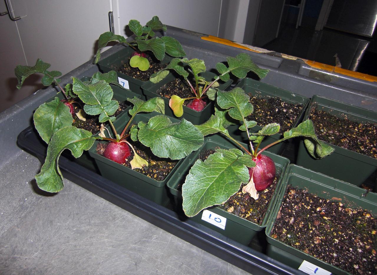 CAPE CANAVERAL, Fla. – Inside the Space Life Sciences Laboratory, or SLSL, at NASA’s Kennedy Space Center in Florida, radish plants are being harvested in a plant growth chamber. The plants were grown under red and blue LED lights.    The plant experiment at Kennedy is part of the Advanced Exploration Systems, or AES, program in NASA’s Human Exploration and Operations Mission Directorate. This plant experiment studies the effects of different types of lighting on plants such as radishes and leaf lettuce. Results of these studies will help provide information on how to grow food sources for deep space exploration missions. AES projects pioneer new approaches for rapidly developing prototype systems, demonstrating key capabilities and validating operational concepts for future human missions beyond Earth orbit. Photo credit: NASA/Frank Ochoa-Gonzales