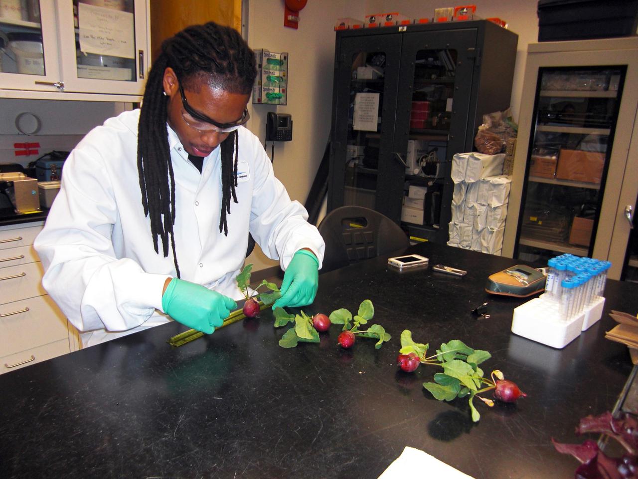 CAPE CANAVERAL, Fla. – Inside the Space Life Sciences Laboratory, or SLSL, at NASA’s Kennedy Space Center in Florida, Dr. Matthew Mickens, a plant biologist from North Carolina Agriculture and Technical State University in North Carolina, measures radish plants that were just harvested from a plant growth chamber. The plants were grown under red and blue LED lights.      The plant experiment at Kennedy is part of the Advanced Exploration Systems, or AES, program in NASA’s Human Exploration and Operations Mission Directorate. This plant experiment studies the effects of different types of lighting on plants such as radishes and leaf lettuce. Results of these studies will help provide information on how to grow food sources for deep space exploration missions. AES projects pioneer new approaches for rapidly developing prototype systems, demonstrating key capabilities and validating operational concepts for future human missions beyond Earth orbit. Photo credit: NASA/Frank Ochoa-Gonzales