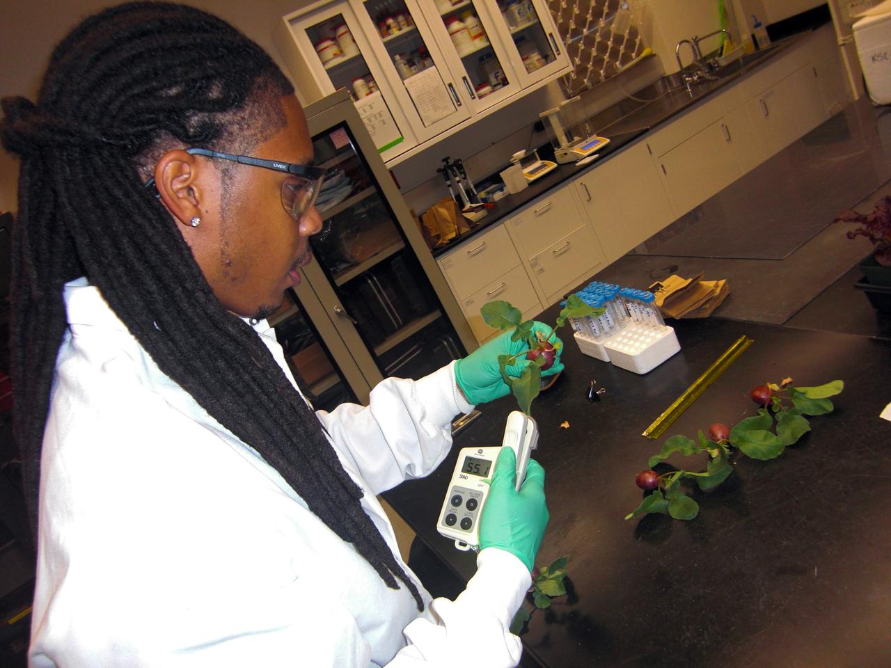 CAPE CANAVERAL, Fla. – Inside the Space Life Sciences Laboratory, or SLSL, at NASA’s Kennedy Space Center in Florida, Dr. Matthew Mickens, a plant biologist from North Carolina Agriculture and Technical State University in North Carolina, measures radish plants that were just harvested from a plant growth chamber. The plants were grown under red and blue LED lights.      The plant experiment at Kennedy is part of the Advanced Exploration Systems, or AES, program in NASA’s Human Exploration and Operations Mission Directorate. This plant experiment studies the effects of different types of lighting on plants such as radishes and leaf lettuce. Results of these studies will help provide information on how to grow food sources for deep space exploration missions. AES projects pioneer new approaches for rapidly developing prototype systems, demonstrating key capabilities and validating operational concepts for future human missions beyond Earth orbit. Photo credit: NASA/Frank Ochoa-Gonzales