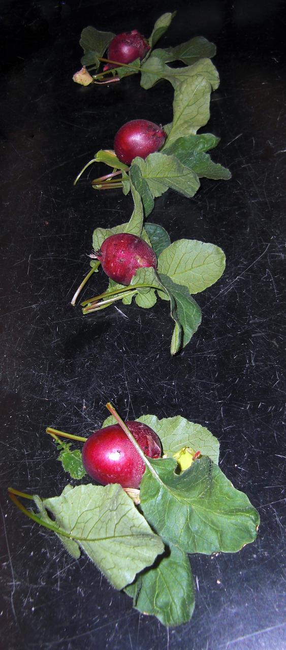 CAPE CANAVERAL, Fla. – Inside the Space Life Sciences Laboratory, or SLSL, at NASA’s Kennedy Space Center in Florida, radish plants were harvested from a plant growth chamber. The plants were grown under red and blue LED lights.      The plant experiment at Kennedy is part of the Advanced Exploration Systems, or AES, program in NASA’s Human Exploration and Operations Mission Directorate. This plant experiment studies the effects of different types of lighting on plants such as radishes and leaf lettuce. Results of these studies will help provide information on how to grow food sources for deep space exploration missions. AES projects pioneer new approaches for rapidly developing prototype systems, demonstrating key capabilities and validating operational concepts for future human missions beyond Earth orbit. Photo credit: NASA/Frank Ochoa-Gonzales
