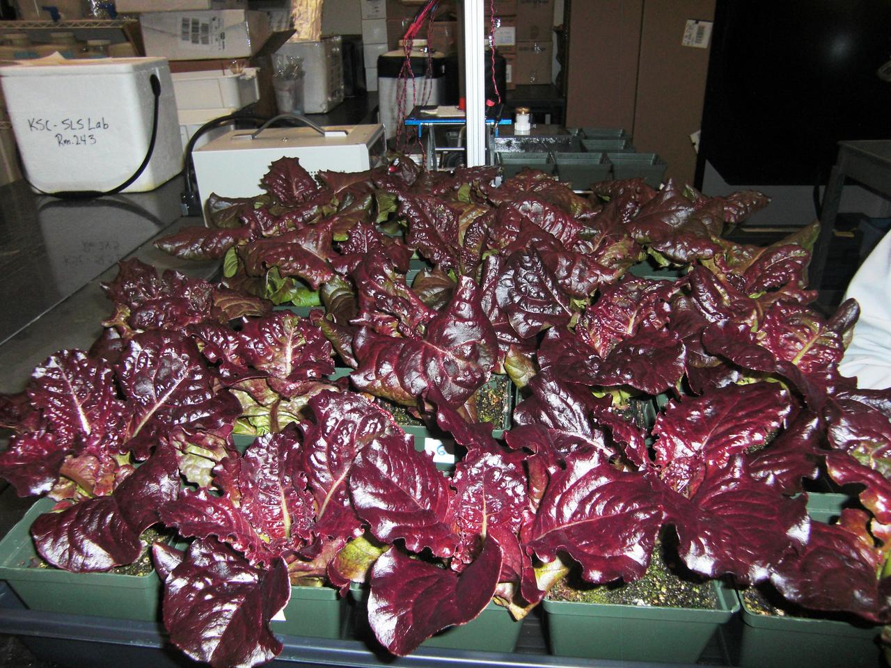 CAPE CANAVERAL, Fla. – Inside the Space Life Sciences Laboratory, or SLSL, at NASA’s Kennedy Space Center in Florida, red leaf lettuce plants were harvested from a plant growth chamber. The plants were grown under red and blue LED lights.      The plant experiment at Kennedy is part of the Advanced Exploration Systems, or AES, program in NASA’s Human Exploration and Operations Mission Directorate. This plant experiment studies the effects of different types of lighting on plants such as radishes and leaf lettuce. Results of these studies will help provide information on how to grow food sources for deep space exploration missions. AES projects pioneer new approaches for rapidly developing prototype systems, demonstrating key capabilities and validating operational concepts for future human missions beyond Earth orbit. Photo credit: NASA/Frank Ochoa-Gonzales