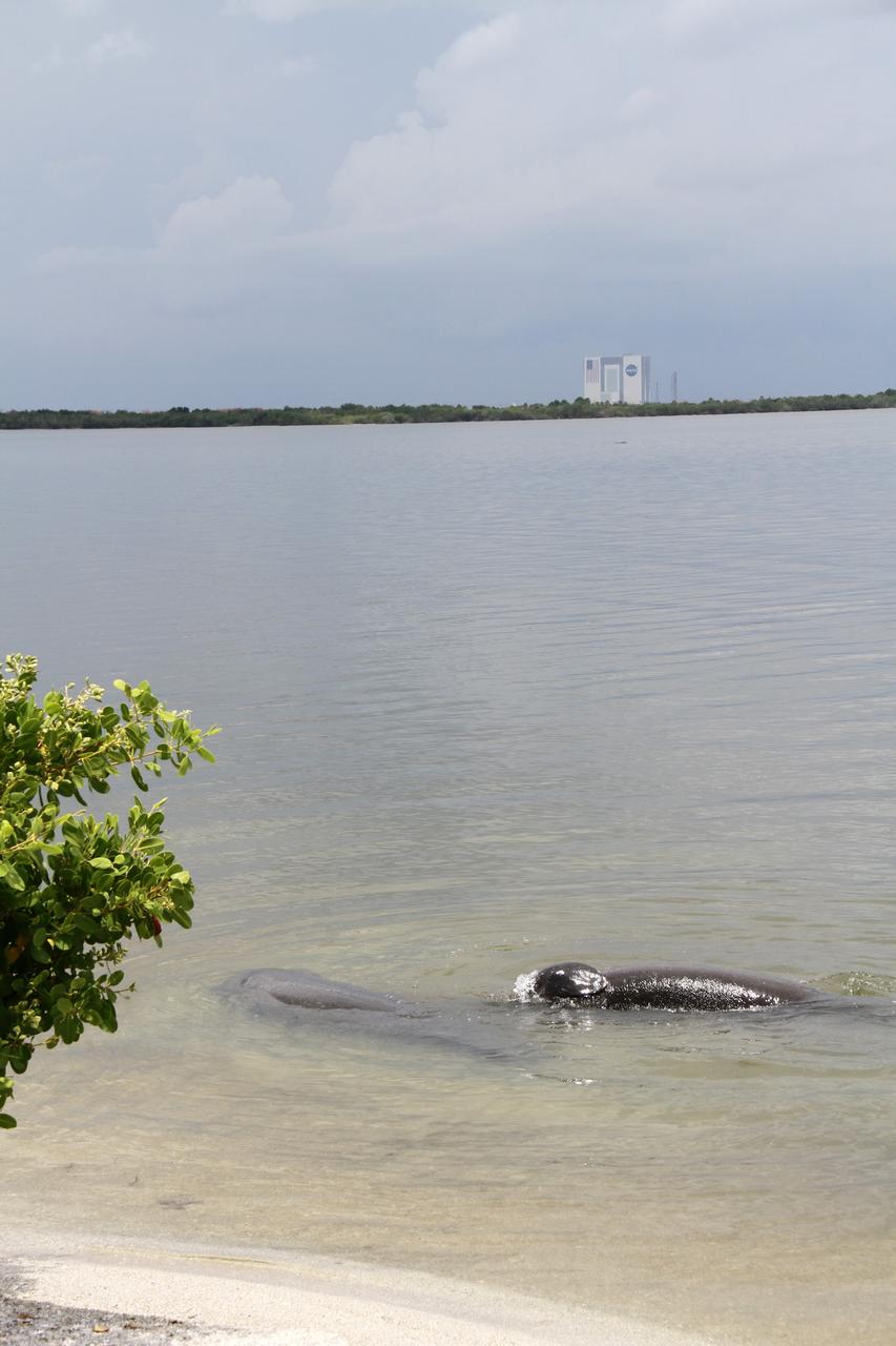 CAPE CANAVERAL, Fla. – Two manatees swim near the Banana River shoreline a few miles from the Vehicle Assembly Building at NASA's Kennedy Space Center in Florida.      Kennedy is located on Merritt Island, a barrier island, about 34 miles long and varying in width from five to 10 miles. Only 6,000 acres are actually used for operational activities. The Kennedy Space Center is also a National Wildlife Refuge. Consisting of 140,000 acres, the refuge provides a wide variety of habitats: coastal dunes, saltwater estuaries and marshes, freshwater impoundments, scrub, pine flatwoods and hardwood hammocks providing habitat for more than 1,500 species of plants and animals. For more information, visit: http://ipv6.nasa.gov/centers/kennedy/shuttleoperations/alligators/kscovrv.html Photo credit: NASA/Ben Smegelsky