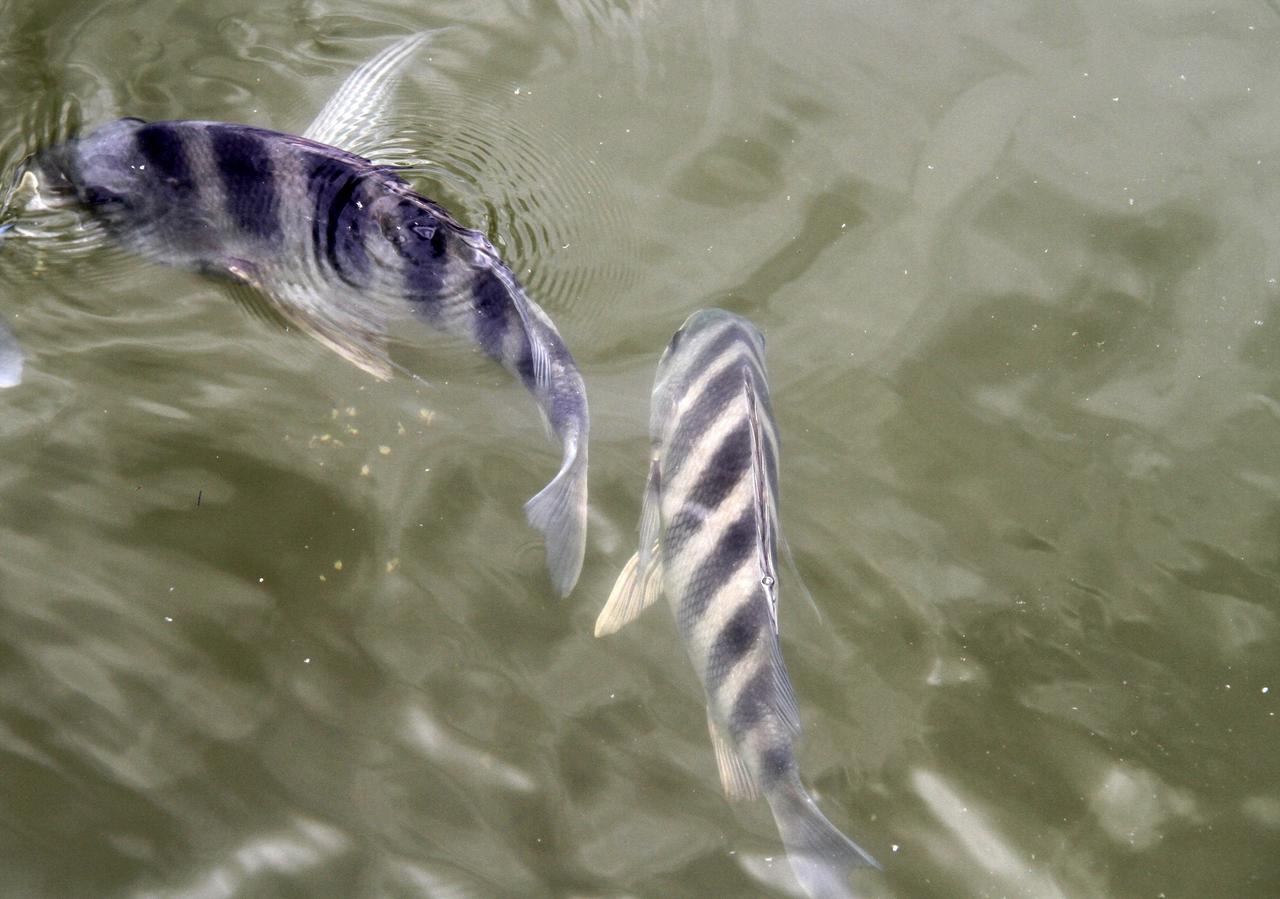 CAPE CANAVERAL, Fla. – Two fish swim near the Banana River shoreline at NASA's Kennedy Space Center in Florida.      Kennedy is located on Merritt Island, a barrier island, about 34 miles long and varying in width from five to 10 miles. Only 6,000 acres are actually used for operational activities. The Kennedy Space Center is also a National Wildlife Refuge. Consisting of 140,000 acres, the refuge provides a wide variety of habitats: coastal dunes, saltwater estuaries and marshes, freshwater impoundments, scrub, pine flatwoods and hardwood hammocks providing habitat for more than 1,500 species of plants and animals. For more information, visit: http://ipv6.nasa.gov/centers/kennedy/shuttleoperations/alligators/kscovrv.html Photo credit: NASA/Ben Smegelsky