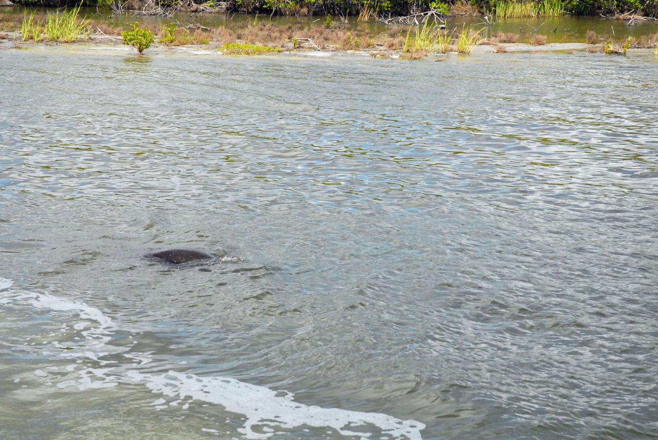CAPE CANAVERAL, Fla. – A manatee swims in the Banana River during a field-guided boat tour of NASA's Kennedy Space Center in Florida. As part of the center's first-ever Innovation Expo, the tour, called "Living Outdoor Laboratory for Environmental Sustainability," is giving employees the opportunity to see the unique estuarine ecosystems that are protected from development by the presence of Kennedy and the Merritt Island National Wildlife Refuge. Manatees are one of the many threatened or endangered species that call the refuge home.    The diverse and healthy area encompassing about 140,000 acres of central Florida's east coast has been closed to the public for 50 years, allowing the coastal dunes, saltwater estuaries and marshes, freshwater impoundments, scrub, pine flatwoods, and hardwood hammocks to provide habitats for more than 1,000 species of plants and animals. Innovation Expo is showcasing the innovative work taking place throughout the center's facilities and labs to encourage employees to work together to solve future challenges. For more information, visit http://www.nasa.gov/kennedy. Photo credit: NASA