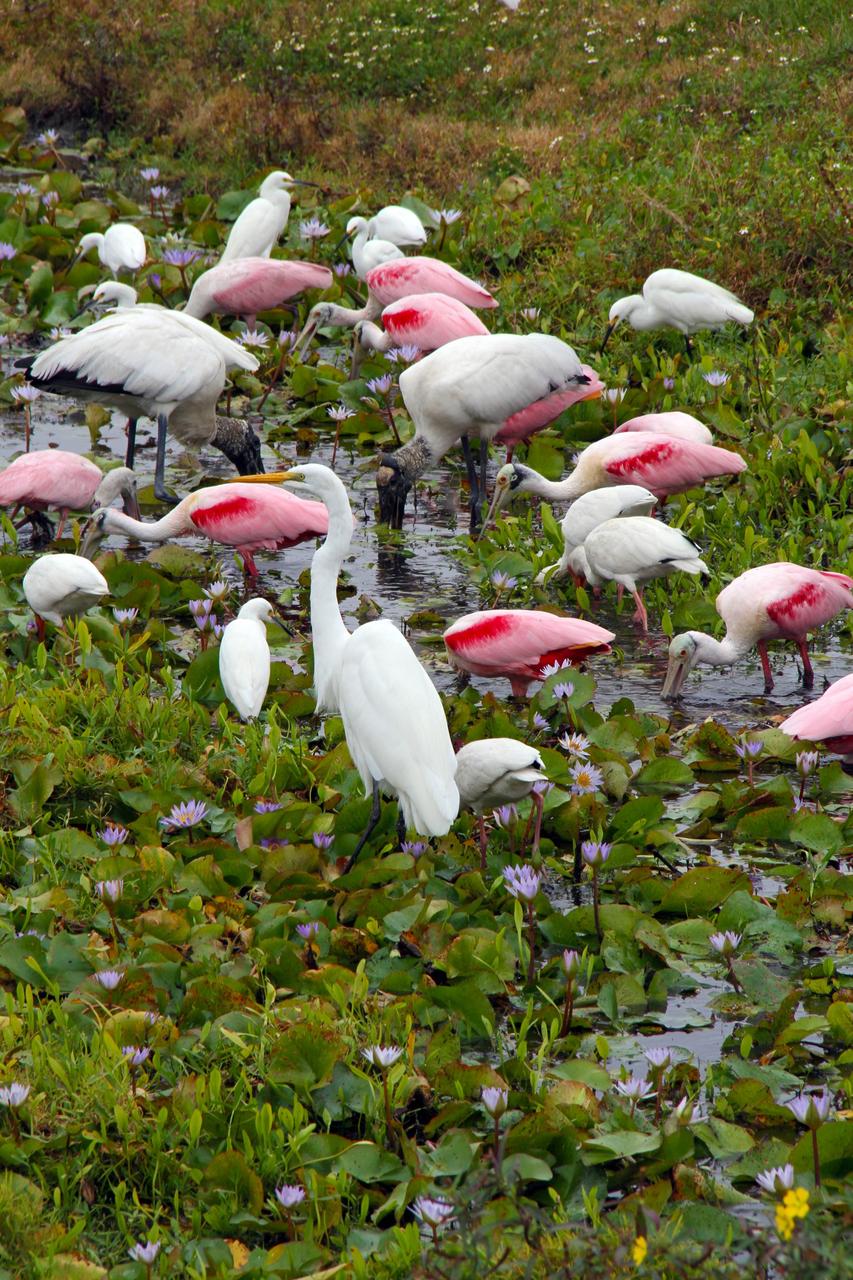 CAPE CANAVERAL, Fla. - Roseate spoonbills and other birds gather near the Central Instrumentation Facility at NASA's Kennedy Space Center in Florida. The center shares a boundary with the Merritt Island National Wildlife Refuge, consisting of 140,000 acres. The refuge provides a wide variety of habitats -- coastal dunes, saltwater estuaries and marshes, freshwater impoundments, scrub, pine flatwoods, and hardwood hammocks -- that provide sanctuary for more than 1,500 species of plants and animals, including about 331 species of birds. Photo credit: NASA/Ben Smegelsky