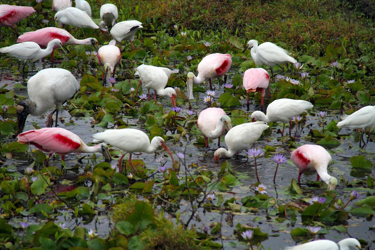 Roseate spoonbills and other birds gather near the Central Instrumentation Facility at NASA's Kennedy Space Center in Florida. The center shares a boundary with the Merritt Island National Wildlife Refuge, consisting of 140,000 acres. The refuge provides a wide variety of habitats -- coastal dunes, saltwater estuaries and marshes, freshwater impoundments, scrub, pine flatwoods, and hardwood hammocks -- that provide sanctuary for more than 1,500 species of plants and animals, including about 331 species of birds. Photo credit: NASA/Ben Smegelsky