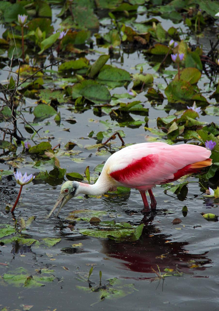 CAPE CANAVERAL, Fla. - A Roseate spoonbill feeds in an area near the Central Instrumentation Facility at NASA's Kennedy Space Center in Florida. The center shares a boundary with the Merritt Island National Wildlife Refuge, consisting of 140,000 acres. The refuge provides a wide variety of habitats -- coastal dunes, saltwater estuaries and marshes, freshwater impoundments, scrub, pine flatwoods, and hardwood hammocks -- that provide sanctuary for more than 1,500 species of plants and animals, including about 331 species of birds. Photo credit: NASA/Ben Smegelsky