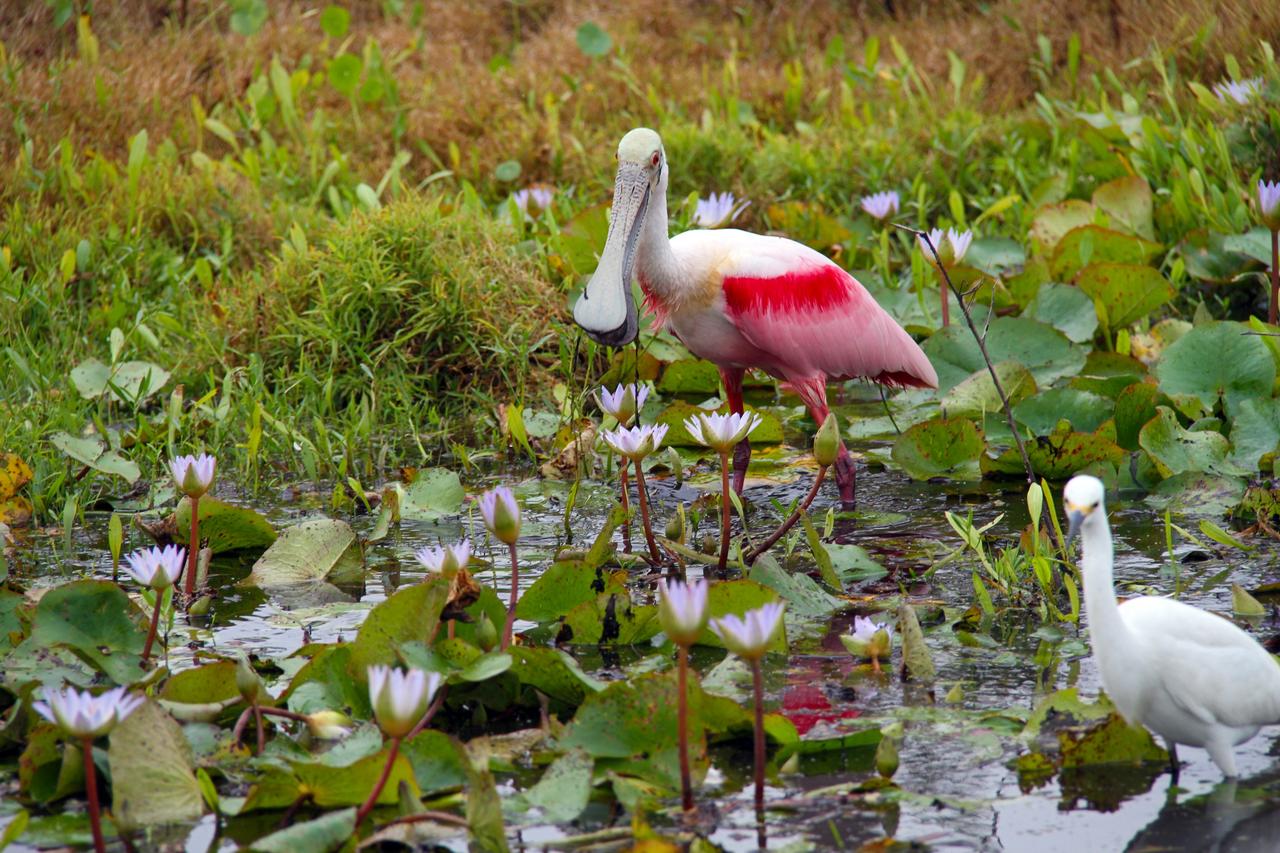 CAPE CANAVERAL, Fla. - A Roseate spoonbill and another bird stand in an area near the Central Instrumentation Facility at NASA's Kennedy Space Center in Florida. The center shares a boundary with the Merritt Island National Wildlife Refuge, consisting of 140,000 acres. The refuge provides a wide variety of habitats -- coastal dunes, saltwater estuaries and marshes, freshwater impoundments, scrub, pine flatwoods, and hardwood hammocks -- that provide sanctuary for more than 1,500 species of plants and animals, including about 331 species of birds. Photo credit: NASA/Ben Smegelsky