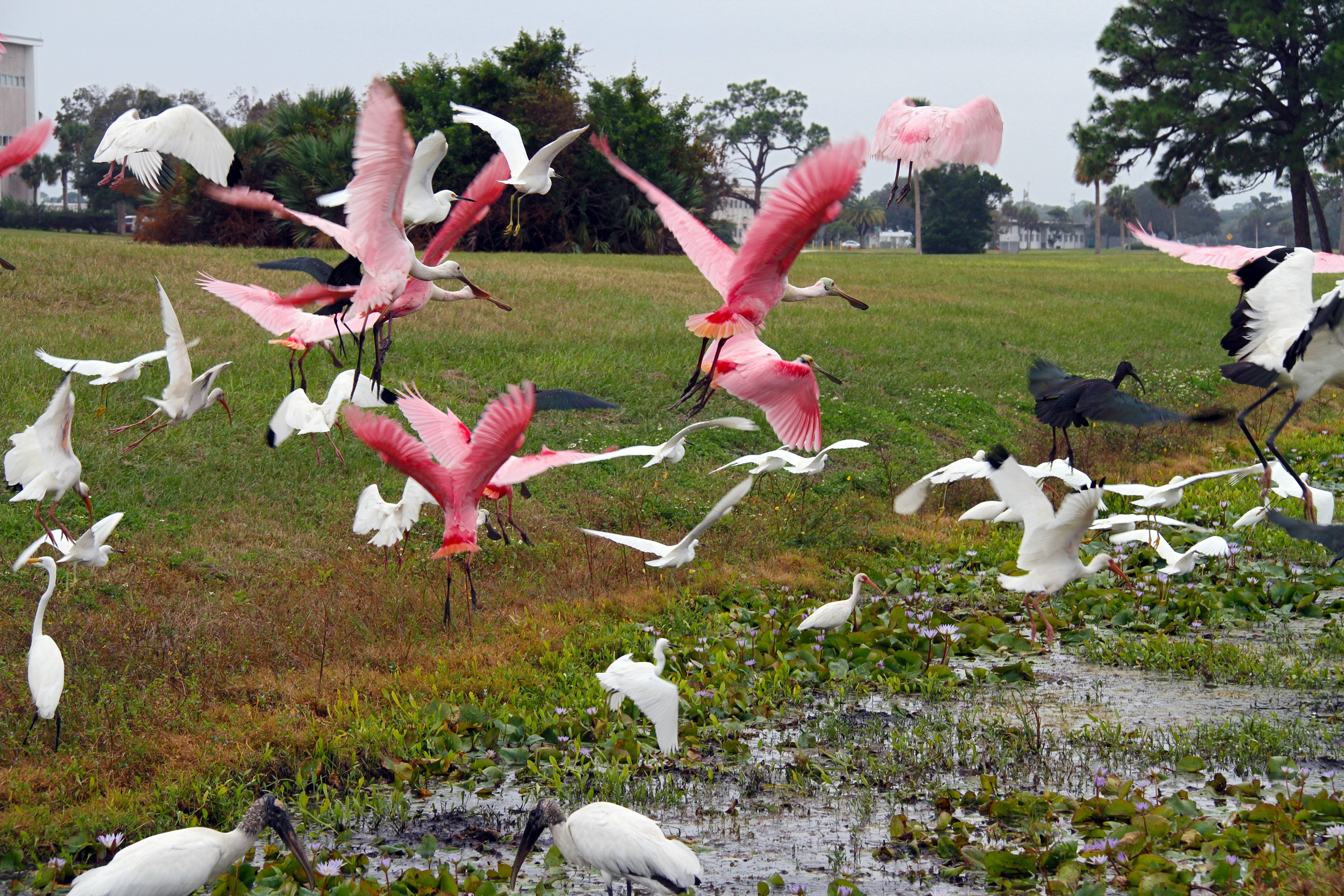 CAPE CANAVERAL, Fla. - Roseate spoonbills and other birds leave an area near the Central Instrumentation Facility at NASA's Kennedy Space Center in Florida. The center shares a boundary with the Merritt Island National Wildlife Refuge, consisting of 140,000 acres. The refuge provides a wide variety of habitats -- coastal dunes, saltwater estuaries and marshes, freshwater impoundments, scrub, pine flatwoods, and hardwood hammocks -- that provide sanctuary for more than 1,500 species of plants and animals, including about 331 species of birds. Photo credit: NASA/Ben Smegelsky