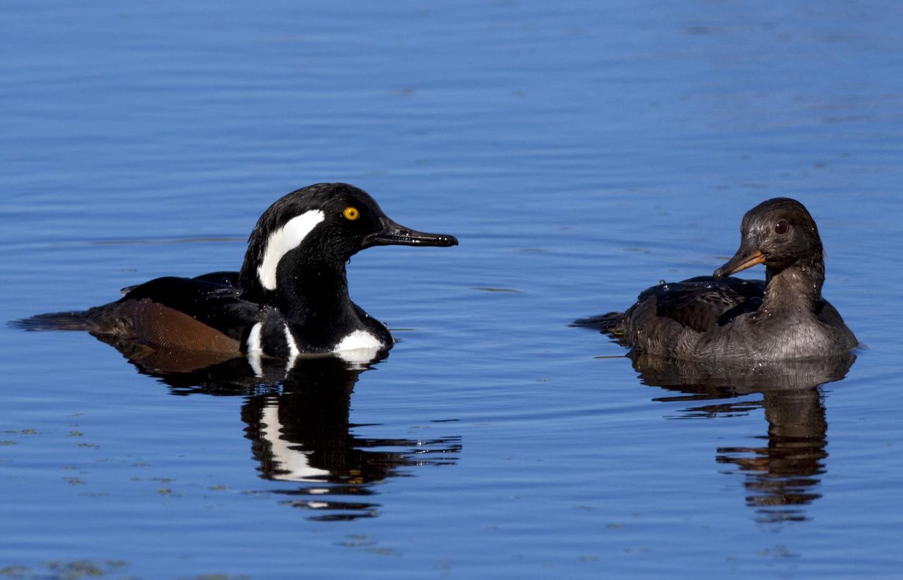 CAPE CANAVERAL, Fla. – Two ducks are reflected in the waters of the Blackpoint Wildlife Drive in the Merritt Island National Wildlife Refuge, northwest of NASA's Kennedy Space Center in Florida.      Kennedy Space Center shares a boundary with the Merritt Island National Wildlife Refuge. The Refuge encompasses 92,000 acres that are a habitat for more than 331 species of birds, 31 mammals, 117 fishes, and 65 amphibians and reptiles. The marshes and open water of the refuge provide wintering areas for 23 species of migratory waterfowl, as well as a year-round home for great blue herons, great egrets, wood storks, cormorants, brown pelicans and other species of marsh and shore birds, as well as a variety of insects. For more information, visit: http://www.nasa.gov/centers/kennedy/shuttleoperations/alligators/kscovr.html Photo credit: NASA/Jim Grossmann