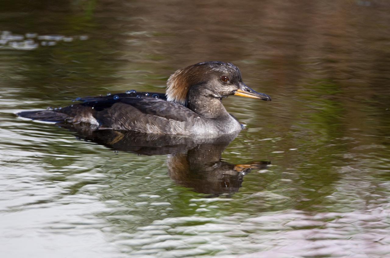 CAPE CANAVERAL, Fla. – A duck is reflected in the waters of the Blackpoint Wildlife Drive in the Merritt Island National Wildlife Refuge, northwest of NASA's Kennedy Space Center in Florida.      Kennedy Space Center shares a boundary with the Merritt Island National Wildlife Refuge. The Refuge encompasses 92,000 acres that are a habitat for more than 331 species of birds, 31 mammals, 117 fishes, and 65 amphibians and reptiles. The marshes and open water of the refuge provide wintering areas for 23 species of migratory waterfowl, as well as a year-round home for great blue herons, great egrets, wood storks, cormorants, brown pelicans and other species of marsh and shore birds, as well as a variety of insects. For more information, visit: http://www.nasa.gov/centers/kennedy/shuttleoperations/alligators/kscovr.html Photo credit: NASA/Jim Grossmann