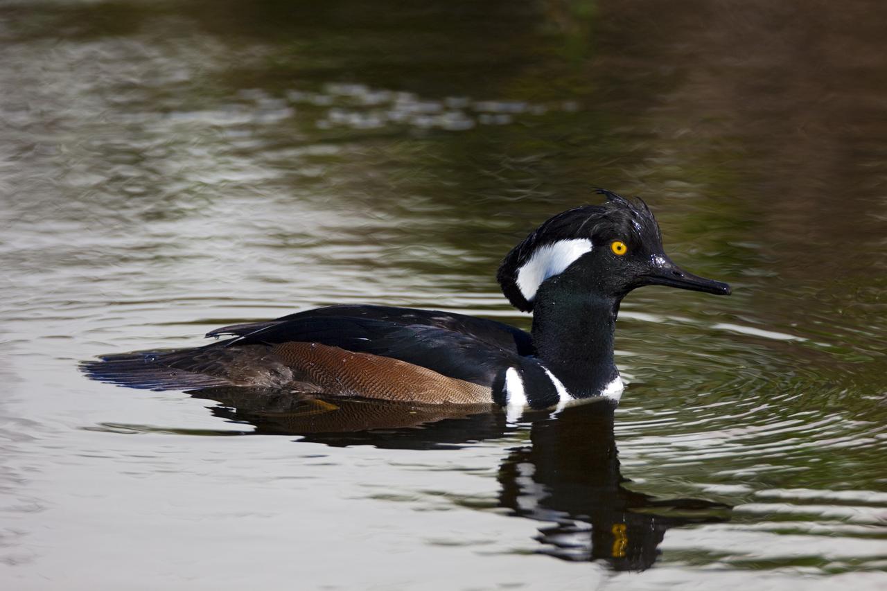 CAPE CANAVERAL, Fla. – A duck is reflected in the waters of the Blackpoint Wildlife Drive in the Merritt Island National Wildlife Refuge, northwest of NASA's Kennedy Space Center in Florida.      Kennedy Space Center shares a boundary with the Merritt Island National Wildlife Refuge. The Refuge encompasses 92,000 acres that are a habitat for more than 331 species of birds, 31 mammals, 117 fishes, and 65 amphibians and reptiles. The marshes and open water of the refuge provide wintering areas for 23 species of migratory waterfowl, as well as a year-round home for great blue herons, great egrets, wood storks, cormorants, brown pelicans and other species of marsh and shore birds, as well as a variety of insects. For more information, visit: http://www.nasa.gov/centers/kennedy/shuttleoperations/alligators/kscovr.html Photo credit: NASA/Jim Grossmann