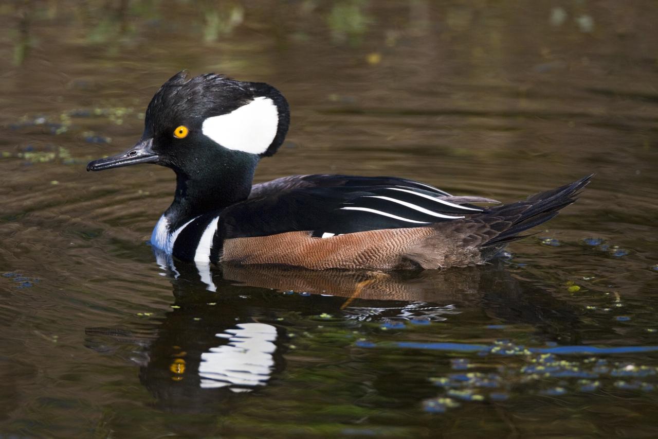 CAPE CANAVERAL, Fla. – A duck is reflected in the waters of the Blackpoint Wildlife Drive in the Merritt Island National Wildlife Refuge, northwest of NASA's Kennedy Space Center in Florida.      Kennedy Space Center shares a boundary with the Merritt Island National Wildlife Refuge. The Refuge encompasses 92,000 acres that are a habitat for more than 331 species of birds, 31 mammals, 117 fishes, and 65 amphibians and reptiles. The marshes and open water of the refuge provide wintering areas for 23 species of migratory waterfowl, as well as a year-round home for great blue herons, great egrets, wood storks, cormorants, brown pelicans and other species of marsh and shore birds, as well as a variety of insects. For more information, visit: http://www.nasa.gov/centers/kennedy/shuttleoperations/alligators/kscovr.html Photo credit: NASA/Jim Grossmann