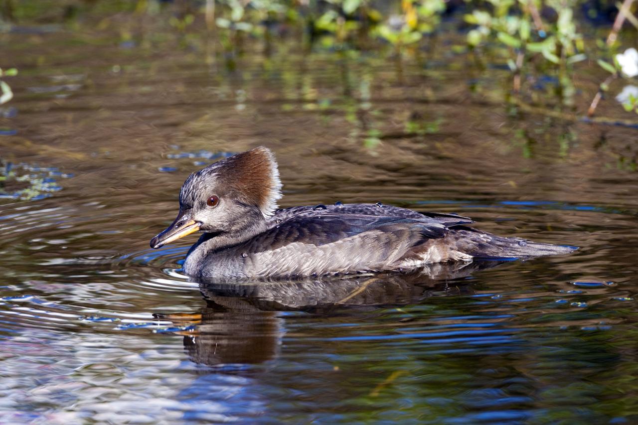 CAPE CANAVERAL, Fla. – A duck is reflected in the waters of the Blackpoint Wildlife Drive in the Merritt Island National Wildlife Refuge, northwest of NASA's Kennedy Space Center in Florida.      Kennedy Space Center shares a boundary with the Merritt Island National Wildlife Refuge. The Refuge encompasses 92,000 acres that are a habitat for more than 331 species of birds, 31 mammals, 117 fishes, and 65 amphibians and reptiles. The marshes and open water of the refuge provide wintering areas for 23 species of migratory waterfowl, as well as a year-round home for great blue herons, great egrets, wood storks, cormorants, brown pelicans and other species of marsh and shore birds, as well as a variety of insects. For more information, visit: http://www.nasa.gov/centers/kennedy/shuttleoperations/alligators/kscovr.html Photo credit: NASA/Jim Grossmann