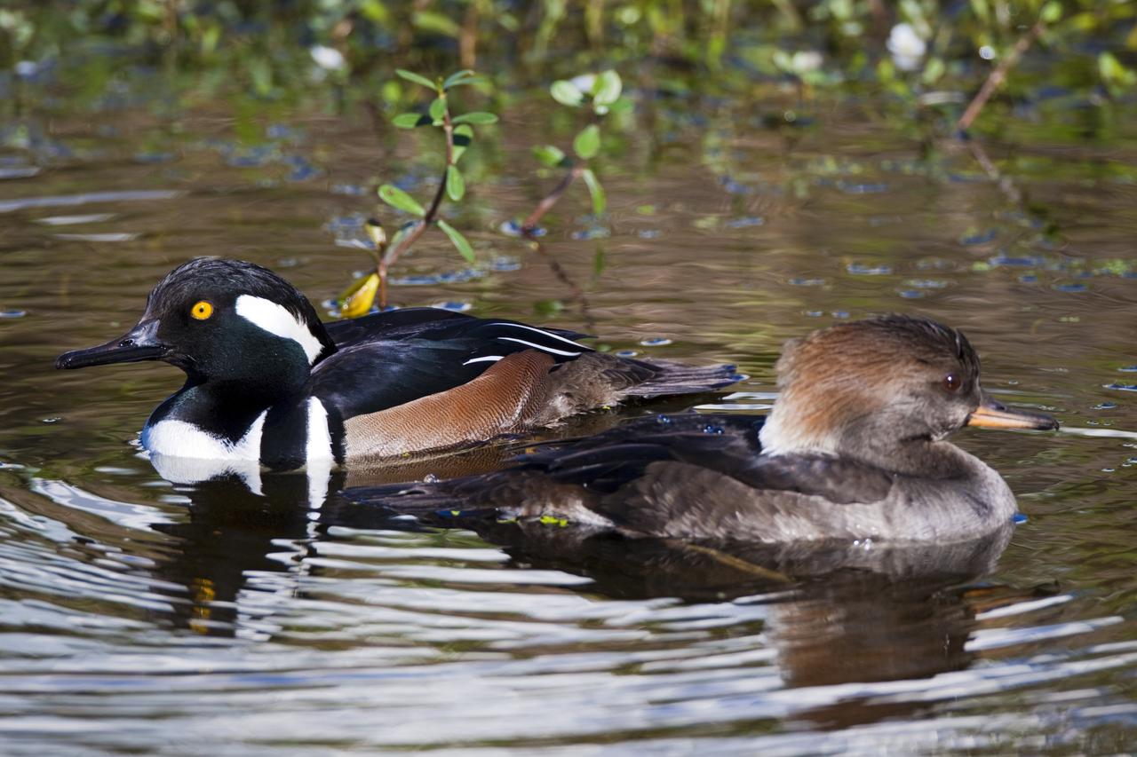 CAPE CANAVERAL, Fla. – Two ducks are reflected in the waters of the Blackpoint Wildlife Drive in the Merritt Island National Wildlife Refuge, northwest of NASA's Kennedy Space Center in Florida.      Kennedy Space Center shares a boundary with the Merritt Island National Wildlife Refuge. The Refuge encompasses 92,000 acres that are a habitat for more than 331 species of birds, 31 mammals, 117 fishes, and 65 amphibians and reptiles. The marshes and open water of the refuge provide wintering areas for 23 species of migratory waterfowl, as well as a year-round home for great blue herons, great egrets, wood storks, cormorants, brown pelicans and other species of marsh and shore birds, as well as a variety of insects. For more information, visit: http://www.nasa.gov/centers/kennedy/shuttleoperations/alligators/kscovr.html Photo credit: NASA/Jim Grossmann