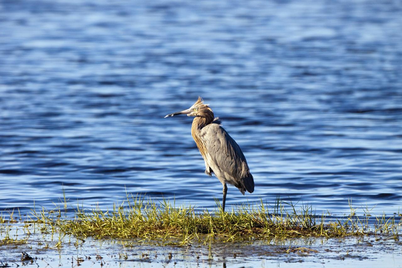 CAPE CANAVERAL, Fla. – A heron stands in the waters of the Blackpoint Wildlife Drive in the Merritt Island National Wildlife Refuge, northwest of NASA's Kennedy Space Center in Florida.      Kennedy Space Center shares a boundary with the Merritt Island National Wildlife Refuge. The Refuge encompasses 92,000 acres that are a habitat for more than 331 species of birds, 31 mammals, 117 fishes, and 65 amphibians and reptiles. The marshes and open water of the refuge provide wintering areas for 23 species of migratory waterfowl, as well as a year-round home for great blue herons, great egrets, wood storks, cormorants, brown pelicans and other species of marsh and shore birds, as well as a variety of insects. For more information, visit: http://www.nasa.gov/centers/kennedy/shuttleoperations/alligators/kscovr.html Photo credit: NASA/Jim Grossmann