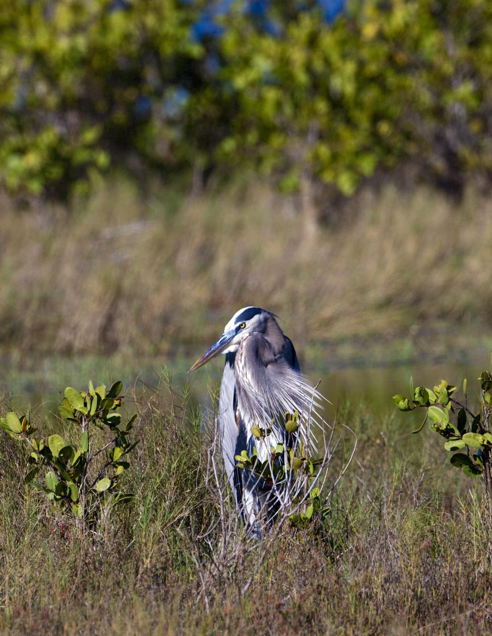 CAPE CANAVERAL, Fla. – A great blue heron stands in the Blackpoint Wildlife Drive in the Merritt Island National Wildlife Refuge, northwest of NASA's Kennedy Space Center in Florida.      Kennedy Space Center shares a boundary with the Merritt Island National Wildlife Refuge. The Refuge encompasses 92,000 acres that are a habitat for more than 331 species of birds, 31 mammals, 117 fishes, and 65 amphibians and reptiles. The marshes and open water of the refuge provide wintering areas for 23 species of migratory waterfowl, as well as a year-round home for great blue herons, great egrets, wood storks, cormorants, brown pelicans and other species of marsh and shore birds, as well as a variety of insects. For more information, visit: http://www.nasa.gov/centers/kennedy/shuttleoperations/alligators/kscovr.html Photo credit: NASA/Jim Grossmann