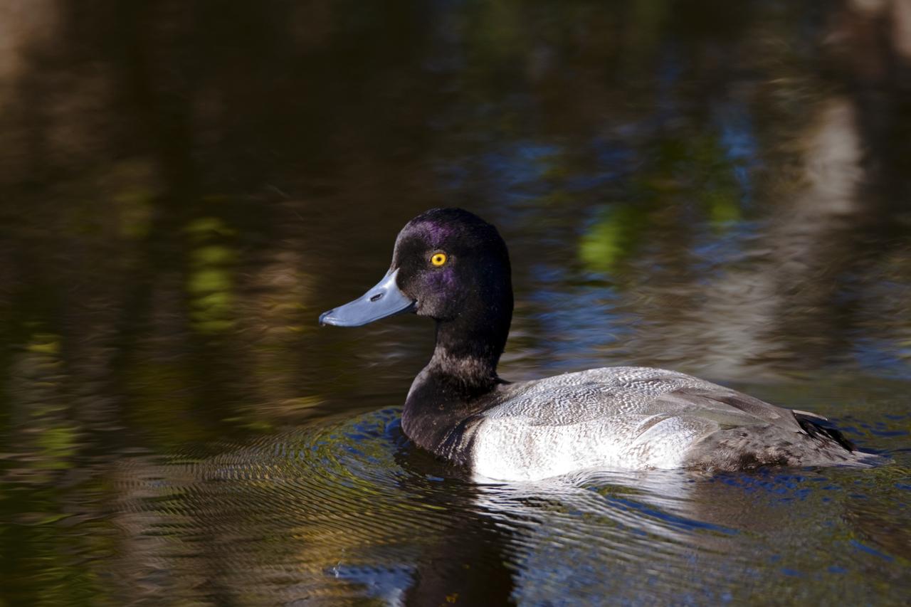 CAPE CANAVERAL, Fla. – A duck is reflected in the waters of the Blackpoint Wildlife Drive in the Merritt Island National Wildlife Refuge, northwest of NASA's Kennedy Space Center in Florida.      Kennedy Space Center shares a boundary with the Merritt Island National Wildlife Refuge. The Refuge encompasses 92,000 acres that are a habitat for more than 331 species of birds, 31 mammals, 117 fishes, and 65 amphibians and reptiles. The marshes and open water of the refuge provide wintering areas for 23 species of migratory waterfowl, as well as a year-round home for great blue herons, great egrets, wood storks, cormorants, brown pelicans and other species of marsh and shore birds, as well as a variety of insects. For more information, visit: http://www.nasa.gov/centers/kennedy/shuttleoperations/alligators/kscovr.html Photo credit: NASA/Jim Grossmann