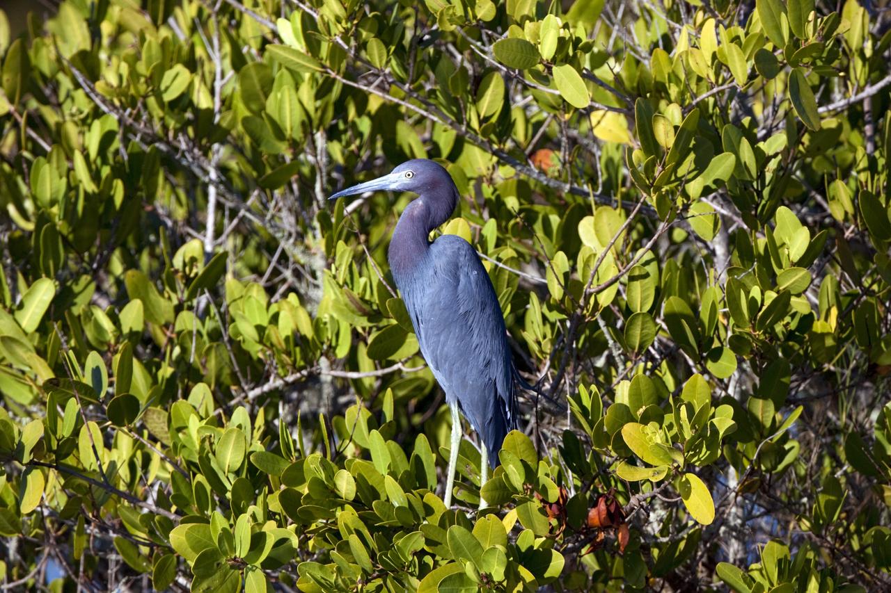CAPE CANAVERAL, Fla. – A heron stands in the Blackpoint Wildlife Drive in the Merritt Island National Wildlife Refuge, northwest of NASA's Kennedy Space Center in Florida.      Kennedy Space Center shares a boundary with the Merritt Island National Wildlife Refuge. The Refuge encompasses 92,000 acres that are a habitat for more than 331 species of birds, 31 mammals, 117 fishes, and 65 amphibians and reptiles. The marshes and open water of the refuge provide wintering areas for 23 species of migratory waterfowl, as well as a year-round home for great blue herons, great egrets, wood storks, cormorants, brown pelicans and other species of marsh and shore birds, as well as a variety of insects. For more information, visit: http://www.nasa.gov/centers/kennedy/shuttleoperations/alligators/kscovr.html Photo credit: NASA/Jim Grossmann