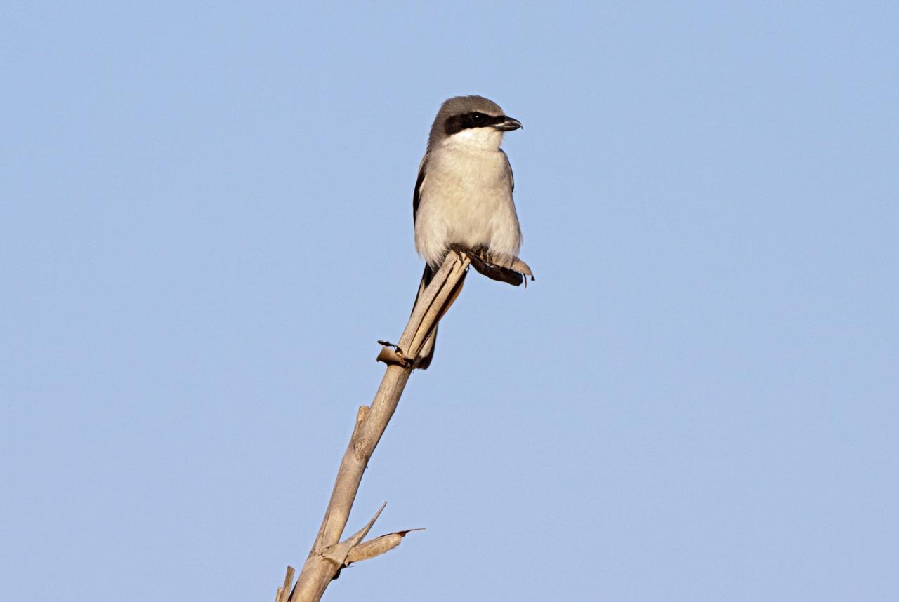 CAPE CANAVERAL, Fla. – A small bird is perched on a branch in the Blackpoint Wildlife Drive in the Merritt Island National Wildlife Refuge, northwest of NASA's Kennedy Space Center in Florida.      Kennedy Space Center shares a boundary with the Merritt Island National Wildlife Refuge. The Refuge encompasses 92,000 acres that are a habitat for more than 331 species of birds, 31 mammals, 117 fishes, and 65 amphibians and reptiles. The marshes and open water of the refuge provide wintering areas for 23 species of migratory waterfowl, as well as a year-round home for great blue herons, great egrets, wood storks, cormorants, brown pelicans and other species of marsh and shore birds, as well as a variety of insects. For more information, visit: http://www.nasa.gov/centers/kennedy/shuttleoperations/alligators/kscovr.html Photo credit: NASA/Jim Grossmann