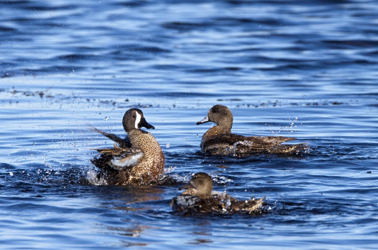 CAPE CANAVERAL, Fla. – Three ducks splash in the waters of the Blackpoint Wildlife Drive in the Merritt Island National Wildlife Refuge, northwest of NASA's Kennedy Space Center in Florida.      Kennedy Space Center shares a boundary with the Merritt Island National Wildlife Refuge. The Refuge encompasses 92,000 acres that are a habitat for more than 331 species of birds, 31 mammals, 117 fishes, and 65 amphibians and reptiles. The marshes and open water of the refuge provide wintering areas for 23 species of migratory waterfowl, as well as a year-round home for great blue herons, great egrets, wood storks, cormorants, brown pelicans and other species of marsh and shore birds, as well as a variety of insects. For more information, visit: http://www.nasa.gov/centers/kennedy/shuttleoperations/alligators/kscovr.html Photo credit: NASA/Jim Grossmann