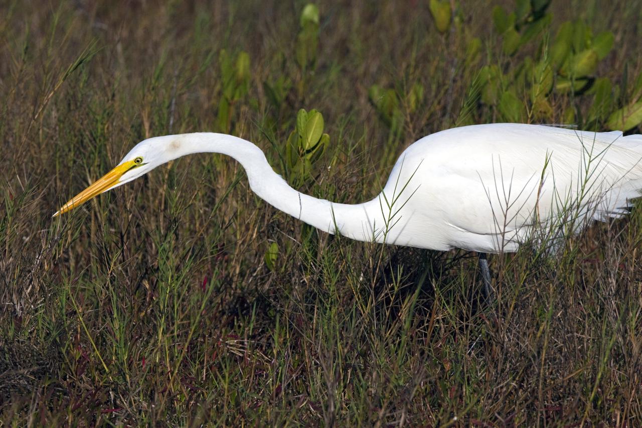 CAPE CANAVERAL, Fla. – A great egret stands in the march at the Blackpoint Wildlife Drive in the Merritt Island National Wildlife Refuge, northwest of NASA's Kennedy Space Center in Florida.      Kennedy Space Center shares a boundary with the Merritt Island National Wildlife Refuge. The Refuge encompasses 92,000 acres that are a habitat for more than 331 species of birds, 31 mammals, 117 fishes, and 65 amphibians and reptiles. The marshes and open water of the refuge provide wintering areas for 23 species of migratory waterfowl, as well as a year-round home for great blue herons, great egrets, wood storks, cormorants, brown pelicans and other species of marsh and shore birds, as well as a variety of insects. For more information, visit: http://www.nasa.gov/centers/kennedy/shuttleoperations/alligators/kscovr.html Photo credit: NASA/Jim Grossmann