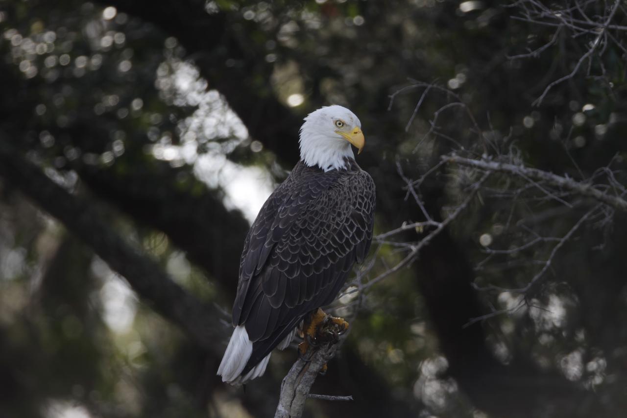 CAPE CANAVERAL, Fla. – A bald eagle is perched in a tree near the Shuttle Landing Facility at NASA's Kennedy Space Center in Florida. Kennedy Space Center shares a boundary with the Merritt Island National Wildlife Refuge. The Refuge encompasses 92,000 acres that are a habitat for more than 331 species of birds, 31 mammals, 117 fishes, and 65 amphibians and reptiles. The marshes and open water of the refuge provide wintering areas for 23 species of migratory waterfowl, as well as a year-round home for great blue herons, great egrets, wood storks, cormorants, brown pelicans and other species of marsh and shore birds, as well as a variety of insects. For more information, visit: http://www.nasa.gov/centers/kennedy/shuttleoperations/alligators/kscovr.html Photo credit: NASA/Jim Grossmann