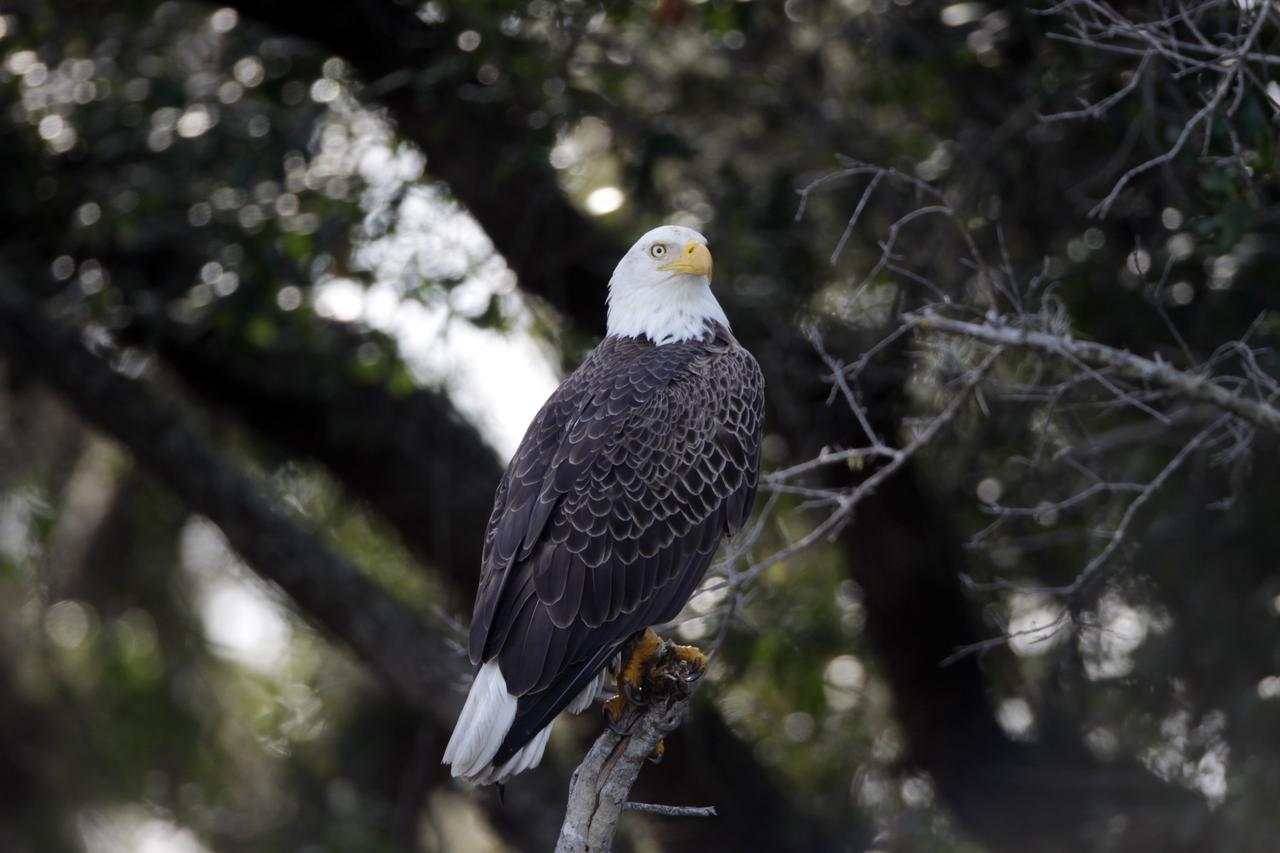 CAPE CANAVERAL, Fla. – A bald eagle is perched in a tree near the Shuttle Landing Facility at NASA's Kennedy Space Center in Florida. Kennedy Space Center shares a boundary with the Merritt Island National Wildlife Refuge. The Refuge encompasses 92,000 acres that are a habitat for more than 331 species of birds, 31 mammals, 117 fishes, and 65 amphibians and reptiles. The marshes and open water of the refuge provide wintering areas for 23 species of migratory waterfowl, as well as a year-round home for great blue herons, great egrets, wood storks, cormorants, brown pelicans and other species of marsh and shore birds, as well as a variety of insects. For more information, visit: http://www.nasa.gov/centers/kennedy/shuttleoperations/alligators/kscovr.html Photo credit: NASA/Jim Grossmann