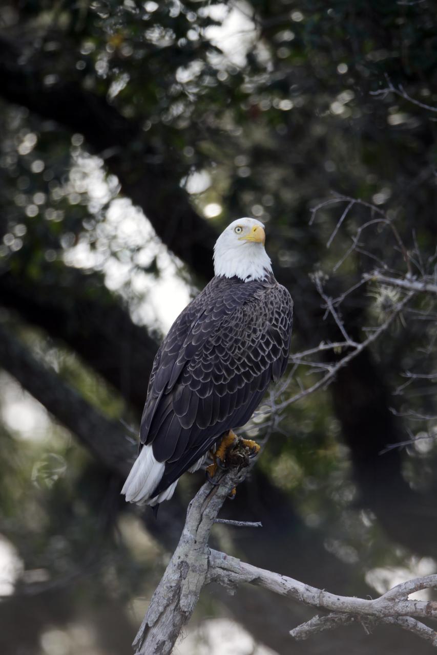CAPE CANAVERAL, Fla. – A bald eagle is perched in a tree near the Shuttle Landing Facility at NASA's Kennedy Space Center in Florida. Kennedy Space Center shares a boundary with the Merritt Island National Wildlife Refuge. The Refuge encompasses 92,000 acres that are a habitat for more than 331 species of birds, 31 mammals, 117 fishes, and 65 amphibians and reptiles. The marshes and open water of the refuge provide wintering areas for 23 species of migratory waterfowl, as well as a year-round home for great blue herons, great egrets, wood storks, cormorants, brown pelicans and other species of marsh and shore birds, as well as a variety of insects. For more information, visit: http://www.nasa.gov/centers/kennedy/shuttleoperations/alligators/kscovr.html Photo credit: NASA/Jim Grossmann