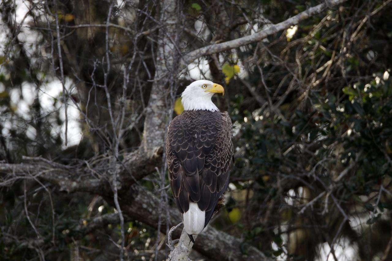 CAPE CANAVERAL, Fla. – A bald eagle is perched in a tree near the Shuttle Landing Facility at NASA's Kennedy Space Center in Florida. Kennedy Space Center shares a boundary with the Merritt Island National Wildlife Refuge. The Refuge encompasses 92,000 acres that are a habitat for more than 331 species of birds, 31 mammals, 117 fishes, and 65 amphibians and reptiles. The marshes and open water of the refuge provide wintering areas for 23 species of migratory waterfowl, as well as a year-round home for great blue herons, great egrets, wood storks, cormorants, brown pelicans and other species of marsh and shore birds, as well as a variety of insects. For more information, visit: http://www.nasa.gov/centers/kennedy/shuttleoperations/alligators/kscovr.html Photo credit: NASA/Jim Grossmann