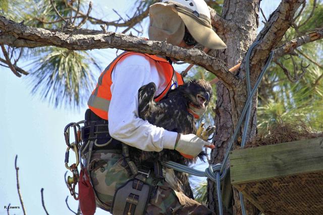At the Kennedy Space Center in Florida, an eaglet is returned to the area where he was found by Jim Lott, an arborist from the Audubon Center for Birds of Prey in Maitland, Fla. A nest box was built with a wood frame, wire mesh in the bottom and filled with twigs and straw. When a strong thunderstorm recently blew through NASA's Kennedy Space Center in Florida on March 24, two eagles fell to the ground along with their nest. Ecologists at the spaceport, who take great care to track the birds and protect their habitat, stepped in and rescued the eaglets. For more: http://www.nasa.gov/centers/kennedy/about/sustainability/eagles_rescued.html Photo courtesy: InoMedic Health Applications/Russ Lowers