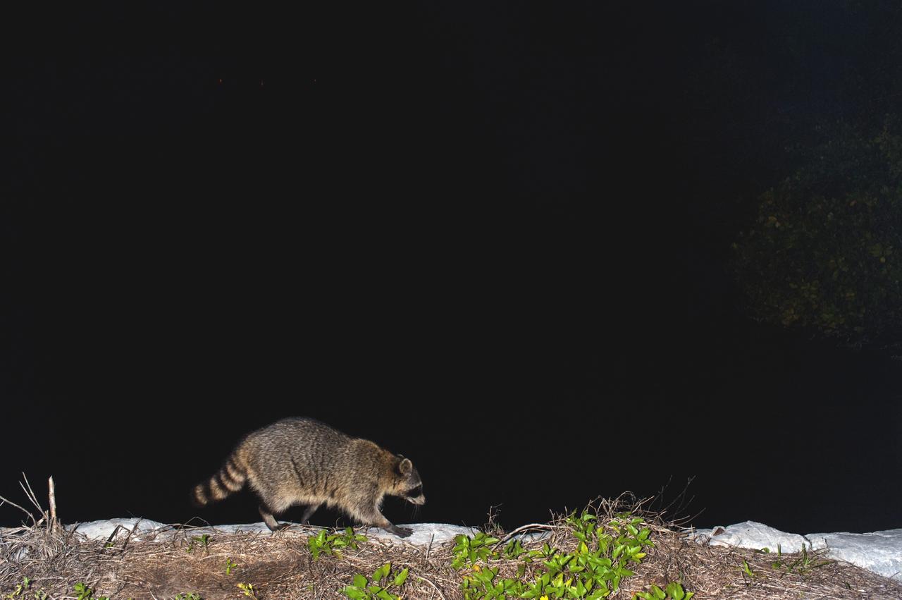 CAPE CANAVERAL, Fla. – Late at night at NASA’s Kennedy Space Center in Florida, a raccoon walks near one of the waterways near Launch Complex 39.    The center shares a boundary with the Merritt Island National Wildlife Refuge. The refuge encompasses 140,000 acres that are a habitat for more than 330 species of birds, 31 mammals, 117 fishes, and 65 amphibians and reptiles. It contains more than 1,000 known plant species. The marshes and open water of the refuge provide wintering areas for 23 species of migratory waterfowl, as well as a year-round home for great blue herons, great egrets, wood storks, cormorants, brown pelicans and other species of marsh and shore birds, and a variety of insects.  Photo credit: NASA/Tony Gray