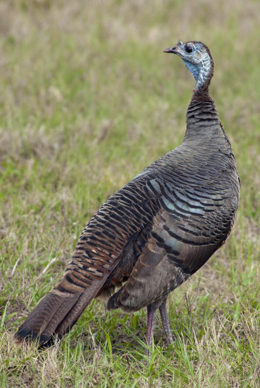 CAPE CANAVERAL, Fla. – At NASA’s Kennedy Space Center in Florida, a female Osceola wild turkey roams a grassy area near Launch Complex 39.    The center shares a boundary with the Merritt Island National Wildlife Refuge. The refuge encompasses 140,000 acres that are a habitat for more than 330 species of birds, 31 mammals, 117 fishes, and 65 amphibians and reptiles. It contains more than 1,000 known plant species. The marshes and open water of the refuge provide wintering areas for 23 species of migratory waterfowl, as well as a year-round home for great blue herons, great egrets, wood storks, cormorants, brown pelicans and other species of marsh and shore birds, and a variety of insects.  Photo credit: NASA/Tony Gray