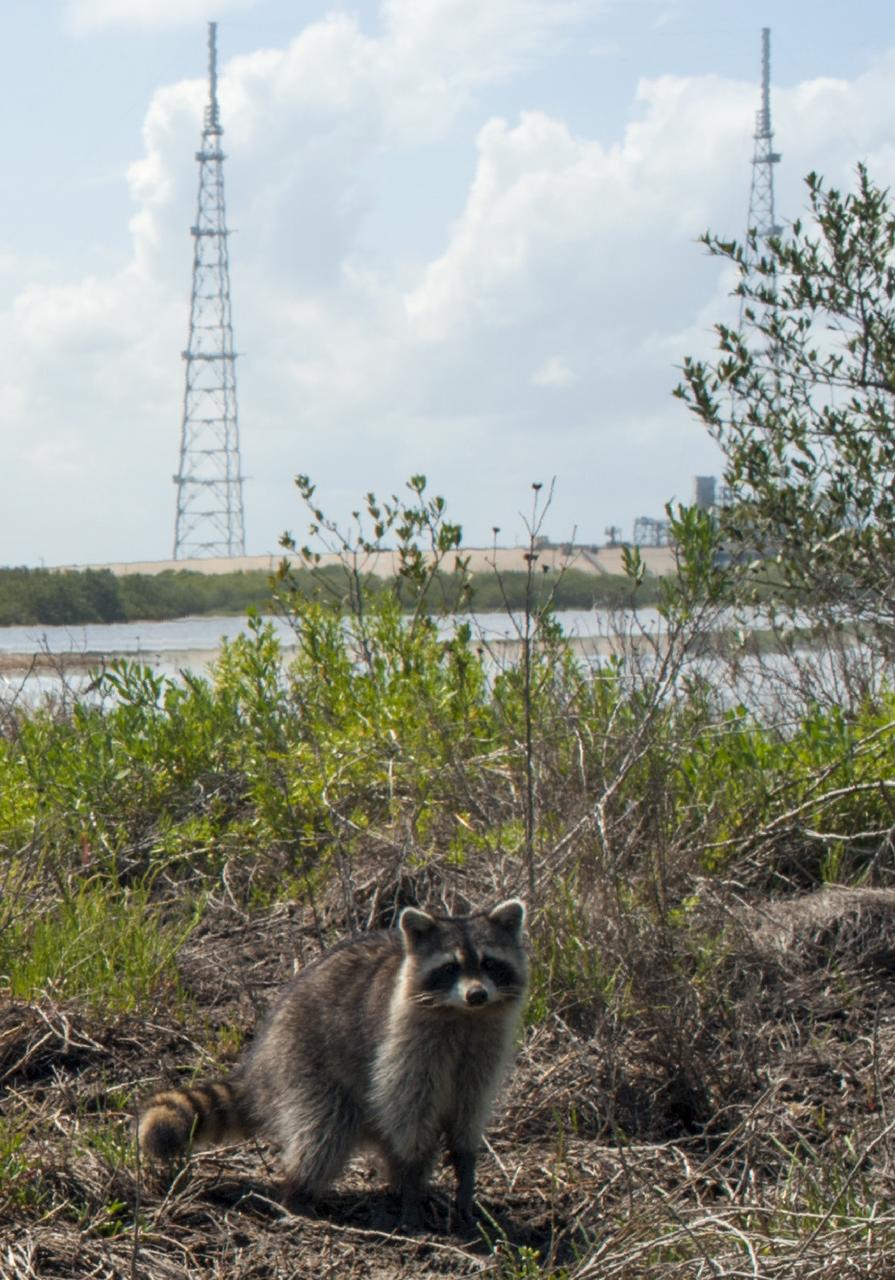 CAPE CANAVERAL, Fla. – At NASA’s Kennedy Space Center in Florida, a raccoon forages in the underbrush near Launch Pad 39B. The center shares a boundary with the Merritt Island National Wildlife Refuge. The refuge encompasses 140,000 acres that are a habitat for more than 330 species of birds, 31 mammals, 117 fishes, and 65 amphibians and reptiles. It contains more than 1,000 known plant species. The marshes and open water of the refuge provide wintering areas for 23 species of migratory waterfowl, as well as a year-round home for great blue herons, great egrets, wood storks, cormorants, brown pelicans and other species of marsh and shore birds, and a variety of insects. Photo credit: NASA/Tony Gray