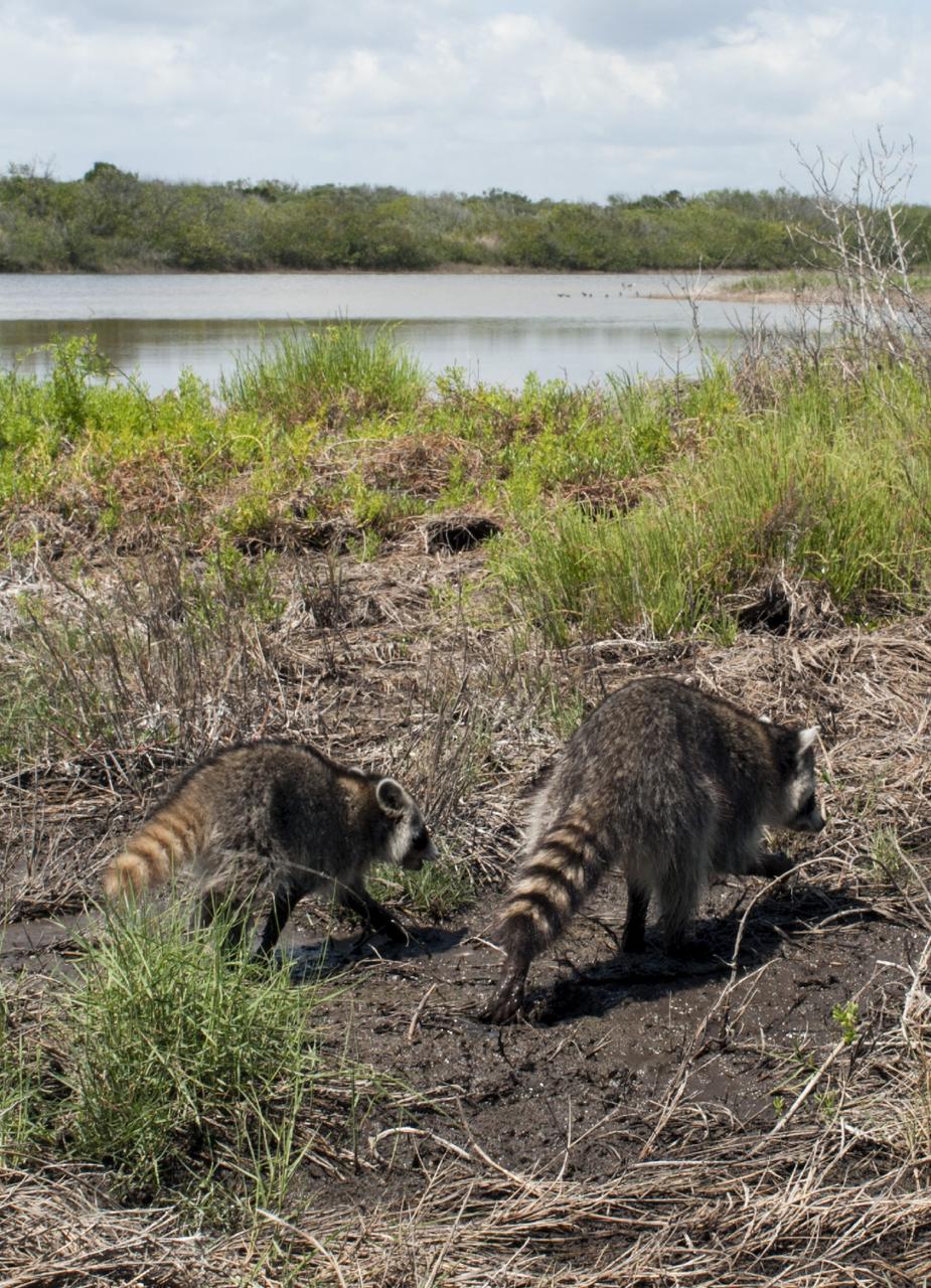 CAPE CANAVERAL, Fla. – At NASA’s Kennedy Space Center in Florida, two raccoons forage in the underbrush near one of the waterways in the Launch Complex 39 area. The center shares a boundary with the Merritt Island National Wildlife Refuge. The refuge encompasses 140,000 acres that are a habitat for more than 330 species of birds, 31 mammals, 117 fishes, and 65 amphibians and reptiles. It contains more than 1,000 known plant species. The marshes and open water of the refuge provide wintering areas for 23 species of migratory waterfowl, as well as a year-round home for great blue herons, great egrets, wood storks, cormorants, brown pelicans and other species of marsh and shore birds, and a variety of insects. Photo credit: NASA/Tony Gray