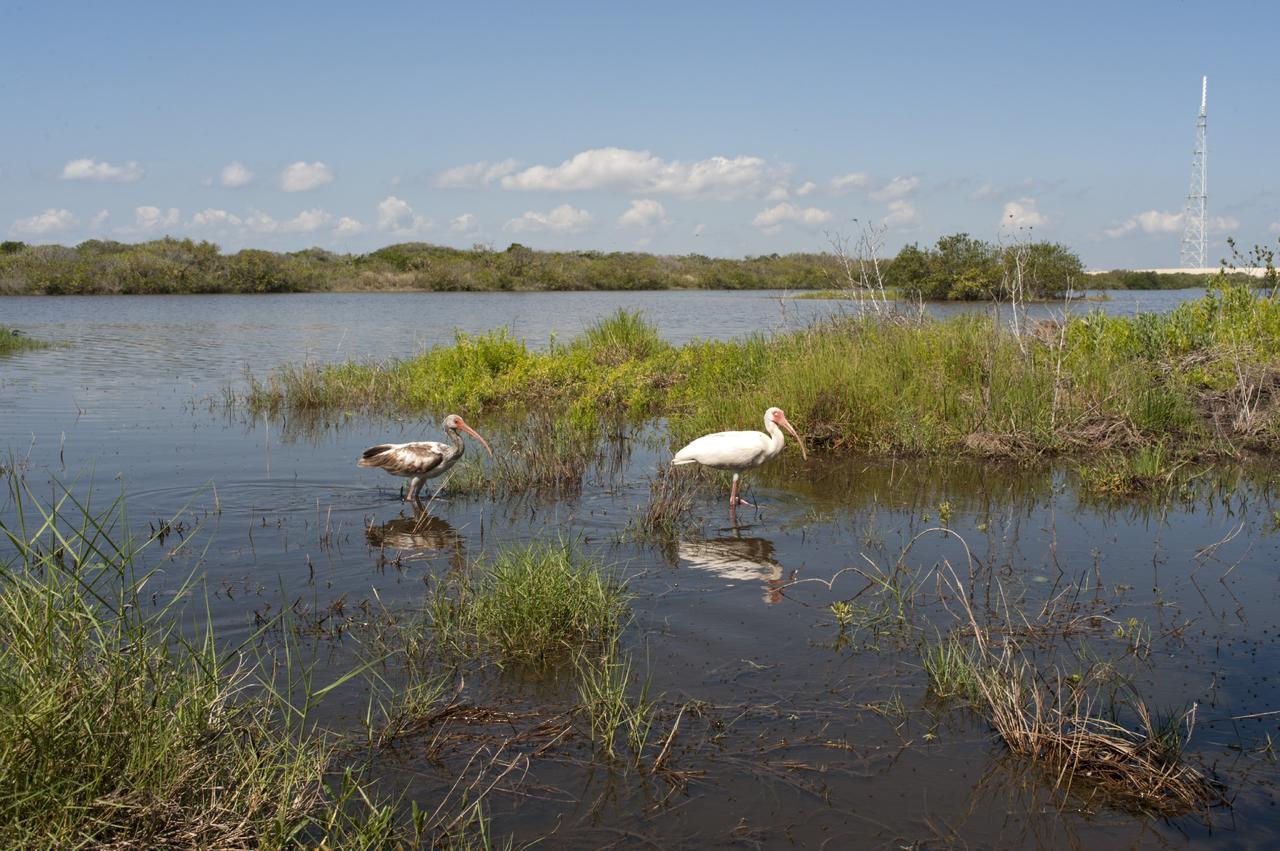 CAPE CANAVERAL, Fla. – At NASA’s Kennedy Space Center in Florida, two young white ibises wade in one of waterways near Launch Pad 39B.       The center shares a boundary with the Merritt Island National Wildlife Refuge. The refuge encompasses 140,000 acres that are a habitat for more than 330 species of birds, 31 mammals, 117 fishes, and 65 amphibians and reptiles. It contains more than 1,000 known plant species. The marshes and open water of the refuge provide wintering areas for 23 species of migratory waterfowl, as well as a year-round home for great blue herons, great egrets, wood storks, cormorants, brown pelicans and other species of marsh and shore birds, and a variety of insects.  Photo credit: NASA/Tony Gray