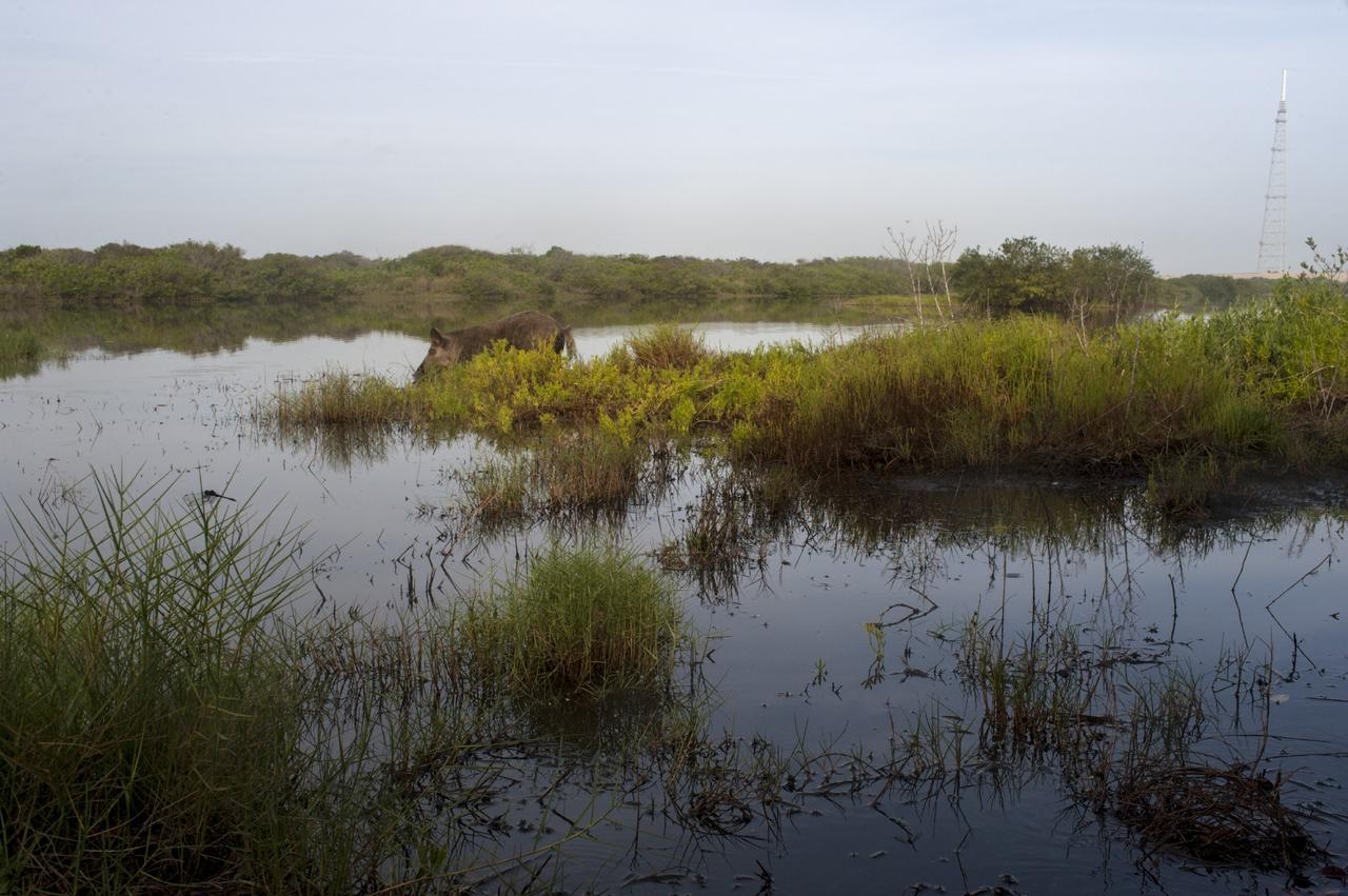 CAPE CANAVERAL, Fla. – At NASA’s Kennedy Space Center in Florida, a wild boar forages for food in the one of the waterways near Launch Pad 39B.       The center shares a boundary with the Merritt Island National Wildlife Refuge. The refuge encompasses 140,000 acres that are a habitat for more than 330 species of birds, 31 mammals, 117 fishes, and 65 amphibians and reptiles. It contains more than 1,000 known plant species. The marshes and open water of the refuge provide wintering areas for 23 species of migratory waterfowl, as well as a year-round home for great blue herons, great egrets, wood storks, cormorants, brown pelicans and other species of marsh and shore birds, and a variety of insects.  Photo credit: NASA/Tony Gray