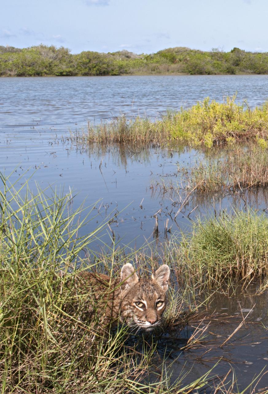 CAPE CANAVERAL, Fla. – At NASA’s Kennedy Space Center in Florida, a bobcat wades through one of the waterways near Launch Pad 39B.        The center shares a boundary with the Merritt Island National Wildlife Refuge. The refuge encompasses 140,000 acres that are a habitat for more than 330 species of birds, 31 mammals, 117 fishes, and 65 amphibians and reptiles. It contains more than 1,000 known plant species. The marshes and open water of the refuge provide wintering areas for 23 species of migratory waterfowl, as well as a year-round home for great blue herons, great egrets, wood storks, cormorants, brown pelicans and other species of marsh and shore birds, and a variety of insects.  Photo credit: NASA/Tony Gray