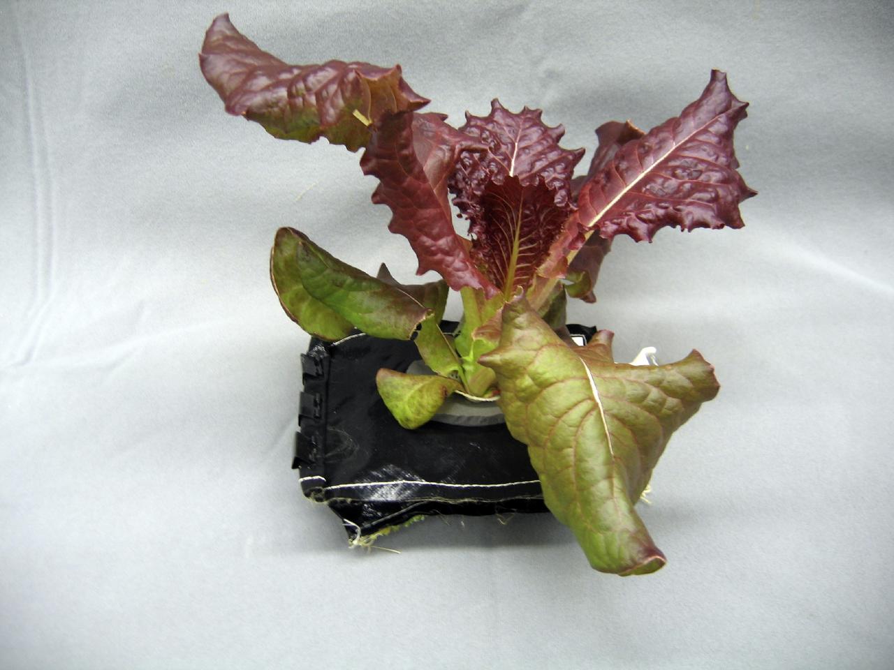 CAPE CANAVERAL, Fla. – A 28-day-old Outredgeous red romaine lettuce plant grows in a prototype VEGGIE flight pillow.       U.S. astronauts living and working aboard the International Space Station are going to receive a newly developed Vegetable Production System VEGGIE. VEGGIE is set to launch aboard SpaceX's Dragon capsule on NASA's third Commercial Resupply Services mission targeted to launch Dec. 9 from Space Launch Complex 40 at Cape Canaveral Air Force Station in Florida. Photo credit: NASA/Gioia Massa
