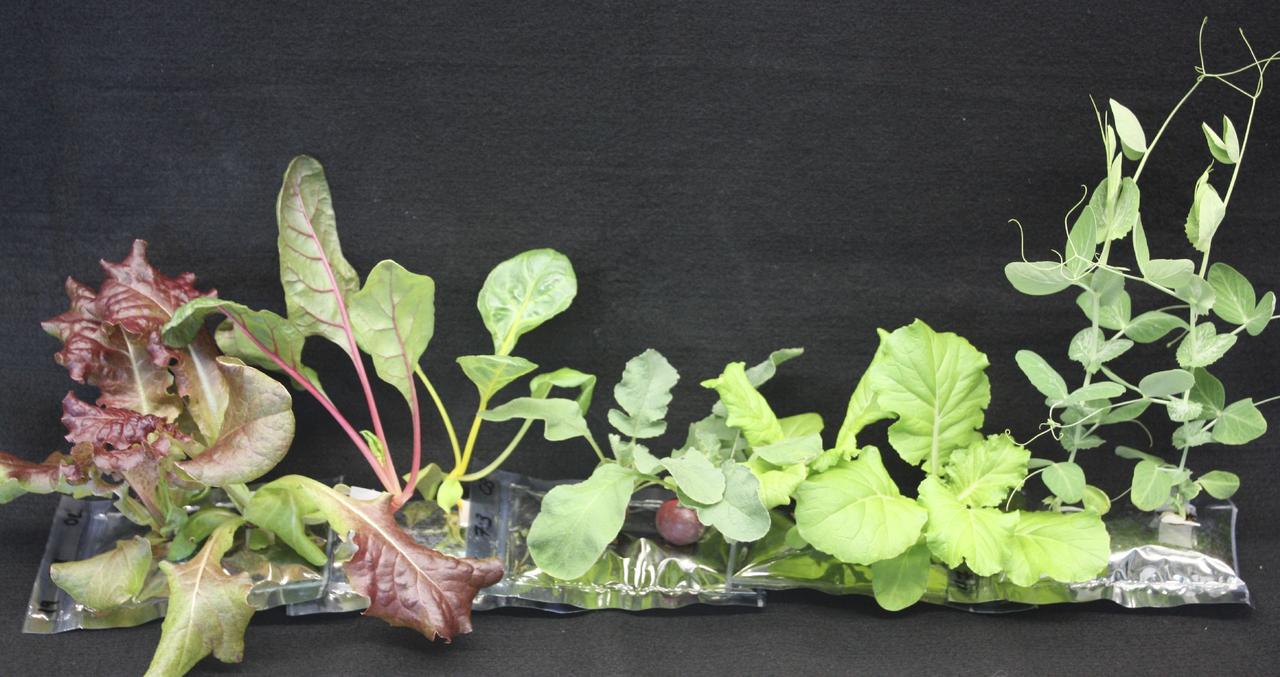 CAPE CANAVERAL, Fla. – Several different types of 21-day-old plants grow in analog VEGGIE pillows include, from right, Outredgeous red romaine lettuce, Bright Lights Swiss chard, Cherry Bomb II radish, Tokyo Bekana Chinese cabbage and Sugar Pod II snow pea.       U.S. astronauts living and working aboard the International Space Station are going to receive a newly developed Vegetable Production System VEGGIE. VEGGIE is set to launch aboard SpaceX's Dragon capsule on NASA's third Commercial Resupply Services mission targeted to launch Dec. 9 from Space Launch Complex 40 at Cape Canaveral Air Force Station in Florida. Photo credit: NASA/Gioia Massa