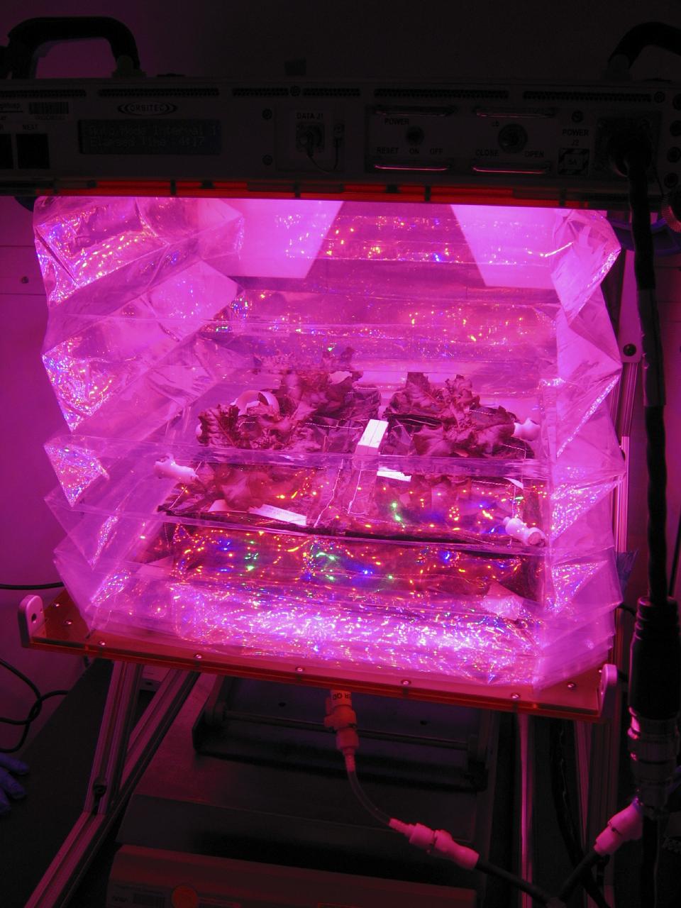CAPE CANAVERAL, Fla. –Outredgeous red romaine lettuce plants grow inside the bellows of a prototype VEGGIE flight pillow.        U.S. astronauts living and working aboard the International Space Station are going to receive a newly developed Vegetable Production System VEGGIE. VEGGIE is set to launch aboard SpaceX's Dragon capsule on NASA's third Commercial Resupply Services mission targeted to launch Dec. 9 from Space Launch Complex 40 at Cape Canaveral Air Force Station in Florida. Photo credit: NASA/Gioia Massa