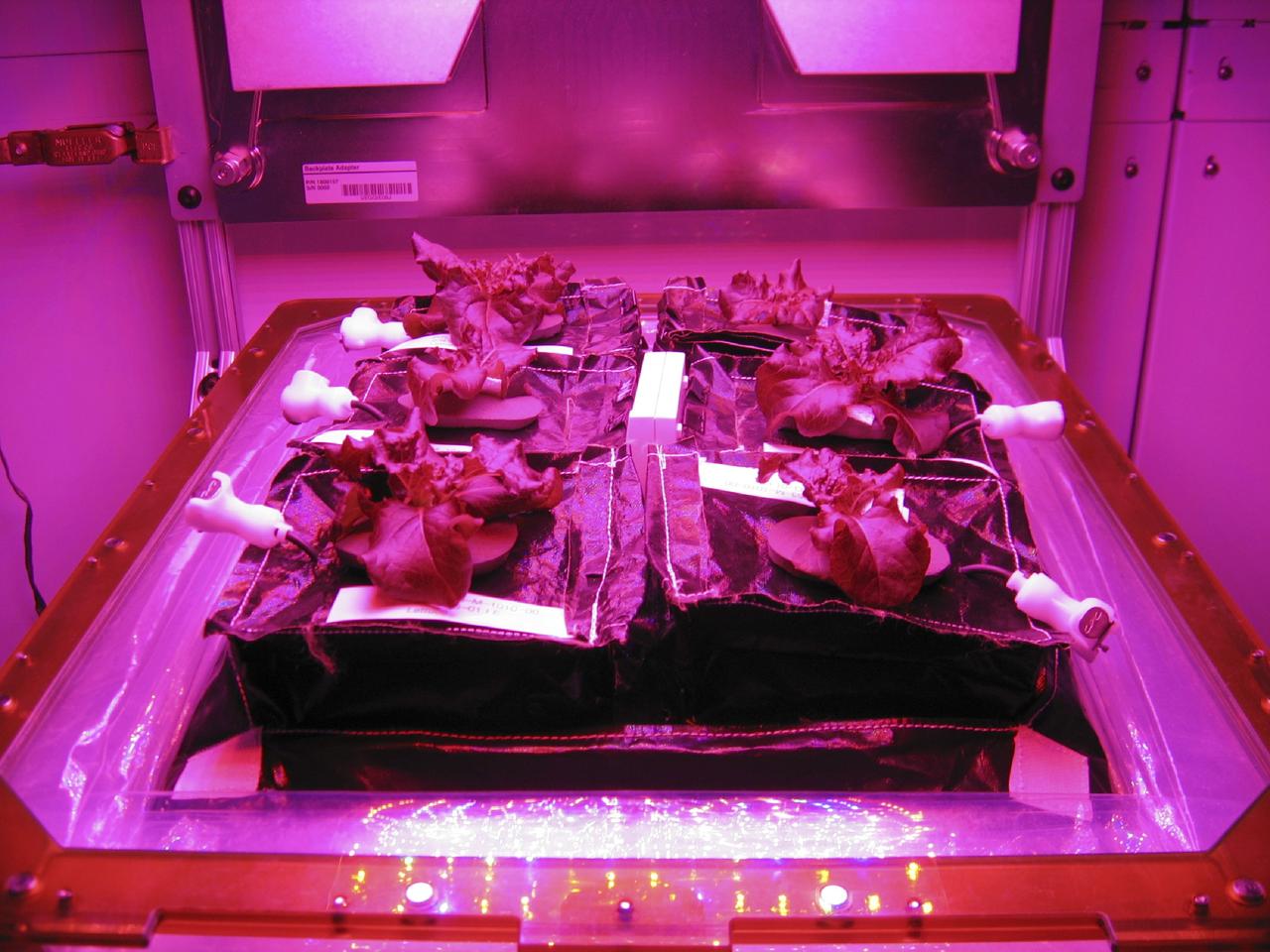 CAPE CANAVERAL, Fla. –Outredgeous red romaine lettuce plants grow inside in a prototype VEGGIE flight pillow. The bellows of the hardware have been lowered to better observe the plants.  A small temperature and relative humidity data logger is placed between the pillows small white box, central.        U.S. astronauts living and working aboard the International Space Station are going to receive a newly developed Vegetable Production System VEGGIE. VEGGIE is set to launch aboard SpaceX's Dragon capsule on NASA's third Commercial Resupply Services mission targeted to launch Dec. 9 from Space Launch Complex 40 at Cape Canaveral Air Force Station in Florida. Photo credit: NASA/Gioia Massa