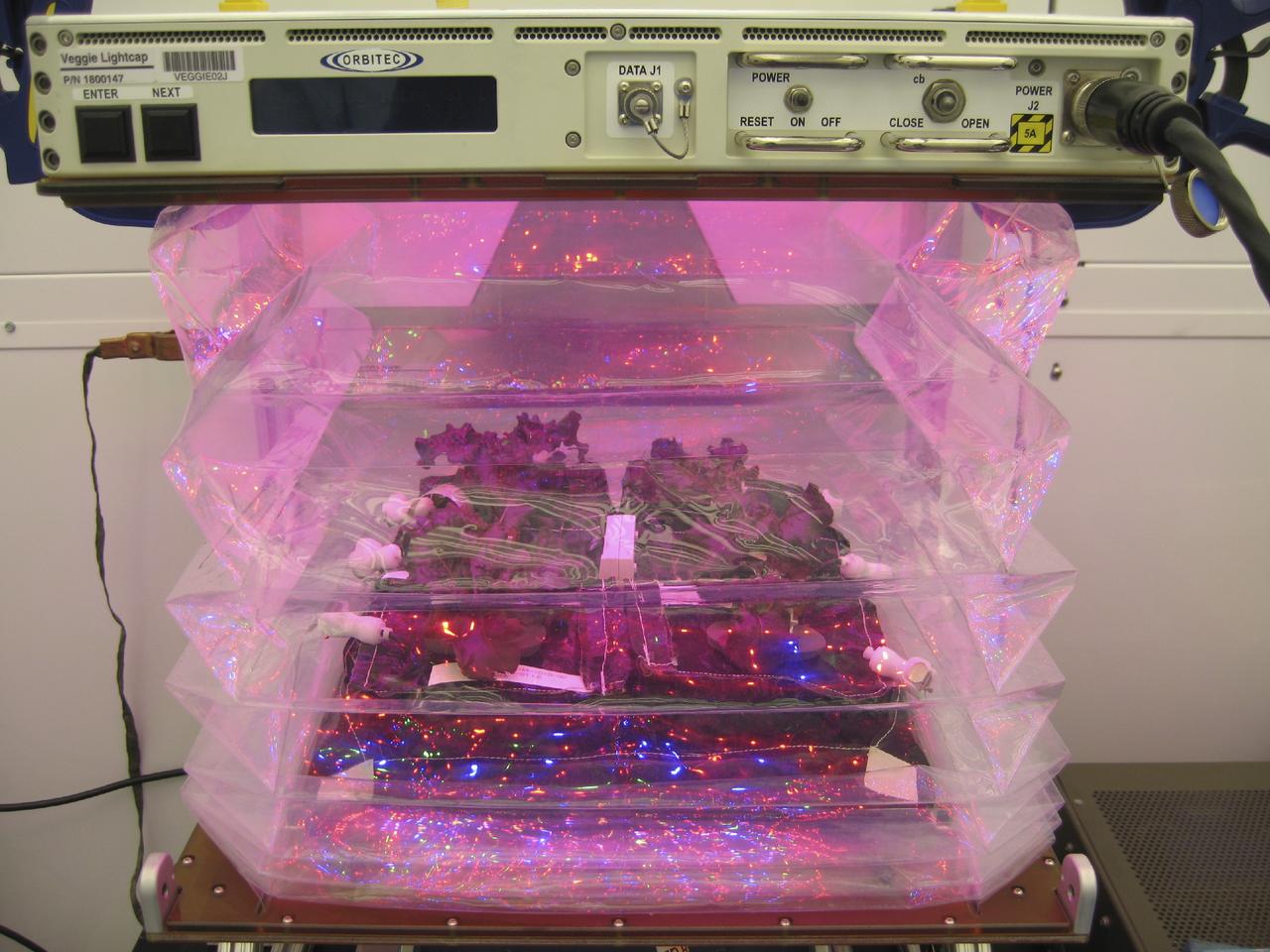 CAPE CANAVERAL, Fla. – Outredgeous red romaine lettuce plants grow inside the bellows of a prototype VEGGIE flight pillow.       U.S. astronauts living and working aboard the International Space Station are going to receive a newly developed Vegetable Production System VEGGIE. VEGGIE is set to launch aboard SpaceX's Dragon capsule on NASA's third Commercial Resupply Services mission targeted to launch Dec. 9 from Space Launch Complex 40 at Cape Canaveral Air Force Station in Florida. Photo credit: NASA/Bryan Onate