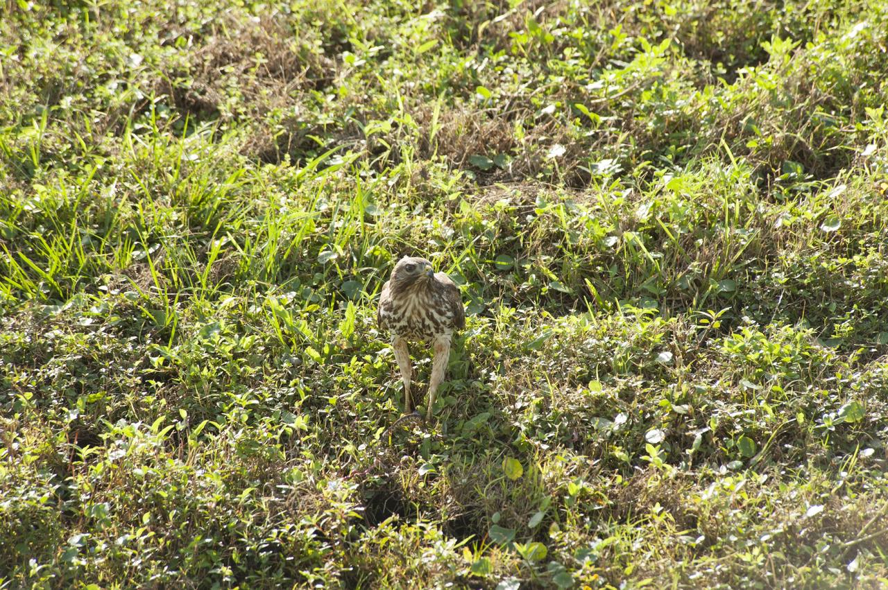 CAPE CANAVERAL, Fla. -- A red-tailed hawk hunts for its dinner near the Headquarters Building on NASA's Kennedy Space Center in Florida.     In the United States, the red-tailed hawk is commonly called a "chicken hawk." Kennedy coexists with the Merritt Island National Wildlife Refuge, which was established in 1963 as an overlay of the center. The 140,000-acre refuge is habitat to more than 320 species of birds. For more information, visit http://www.fws.gov/merrittisland/.  Photo credit: NASA/Tony Gray