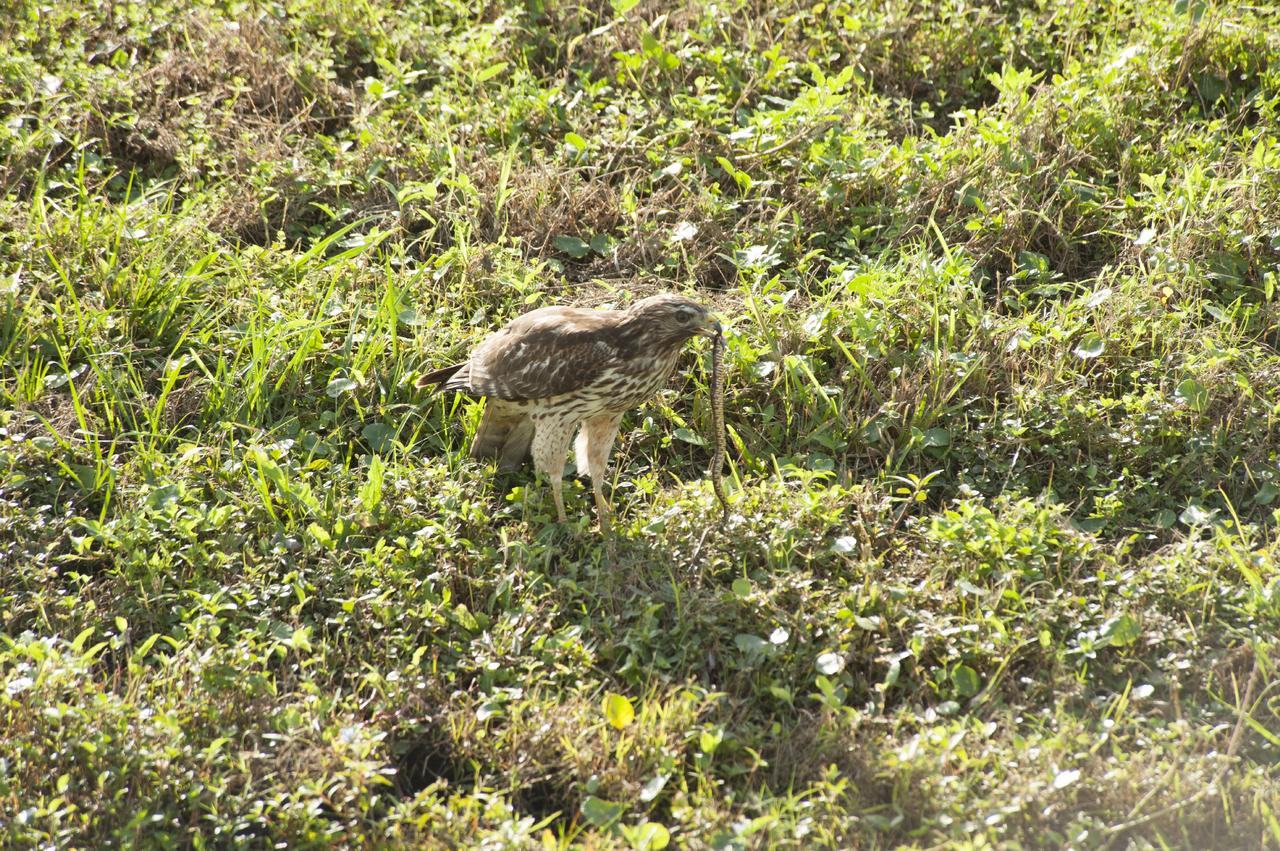 CAPE CANAVERAL, Fla. -- A snake makes a fine dinner for a red-tailed hawk, hunting near the Headquarters Building on NASA's Kennedy Space Center in Florida.      In the United States, the red-tailed hawk is commonly called a "chicken hawk." Kennedy coexists with the Merritt Island National Wildlife Refuge, which was established in 1963 as an overlay of the center. The 140,000-acre refuge is habitat to more than 320 species of birds. For more information, visit http://www.fws.gov/merrittisland/.  Photo credit: NASA/Tony Gray