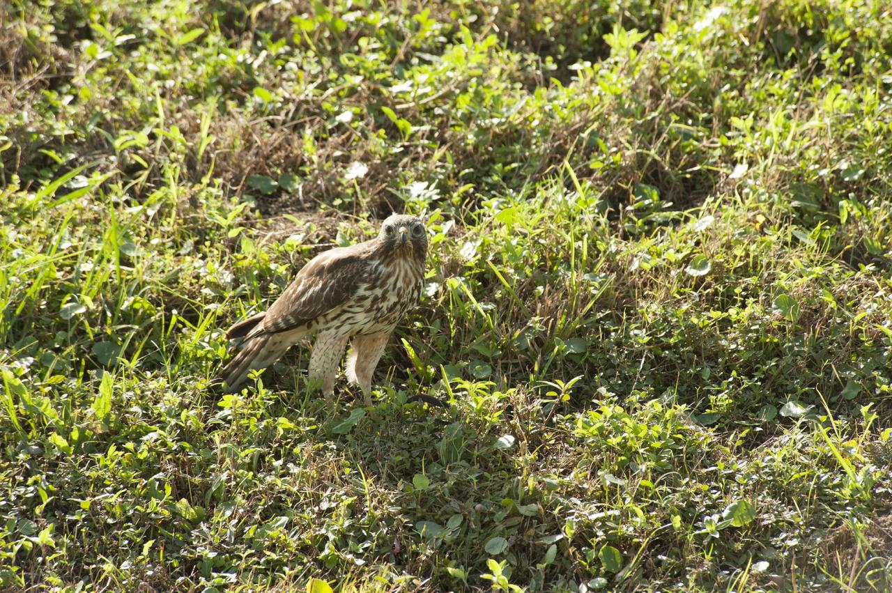 CAPE CANAVERAL, Fla. -- A red-tailed hawk closes in on a snake during its hunting expedition near the Headquarters Building on NASA's Kennedy Space Center in Florida.      In the United States, the red-tailed hawk is commonly called a "chicken hawk." Kennedy coexists with the Merritt Island National Wildlife Refuge, which was established in 1963 as an overlay of the center. The 140,000-acre refuge is habitat to more than 320 species of birds. For more information, visit http://www.fws.gov/merrittisland/.  Photo credit: NASA/Tony Gray
