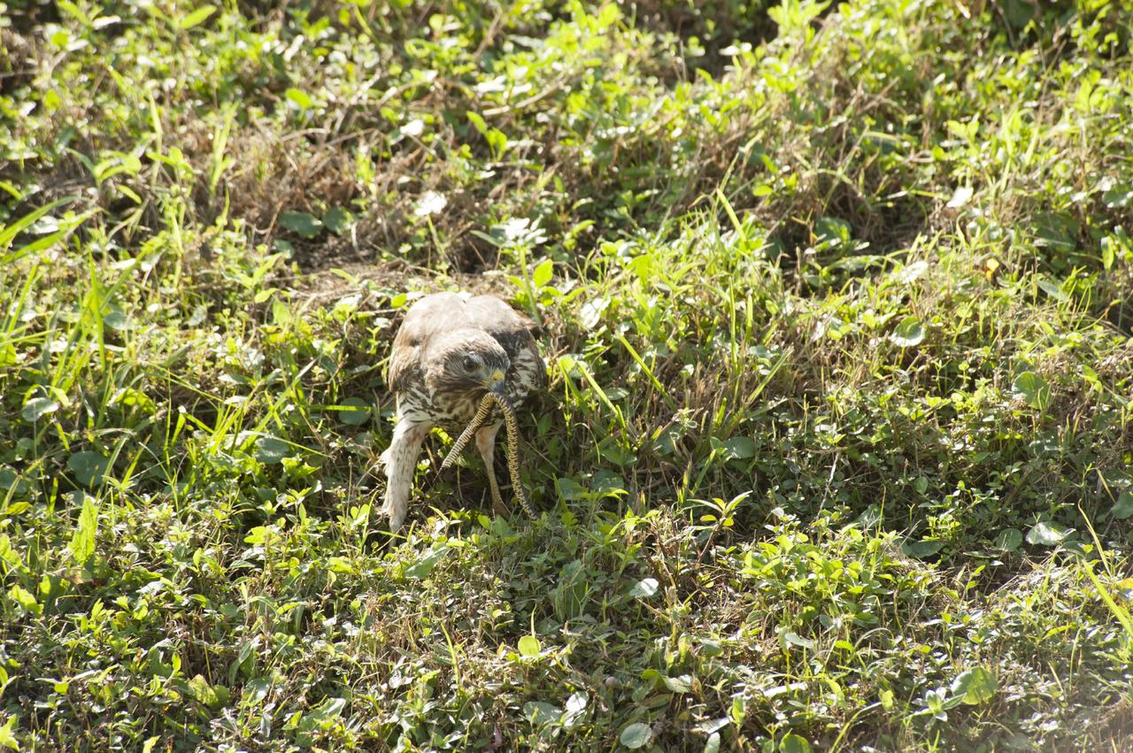 CAPE CANAVERAL, Fla. -- A snake becomes part of the diet of a red-tailed hawk, hunting near the Headquarters Building on NASA's Kennedy Space Center in Florida.       In the United States, the red-tailed hawk is commonly called a "chicken hawk." Kennedy coexists with the Merritt Island National Wildlife Refuge, which was established in 1963 as an overlay of the center. The 140,000-acre refuge is habitat to more than 320 species of birds. For more information, visit http://www.fws.gov/merrittisland/.  Photo credit: NASA/Tony Gray